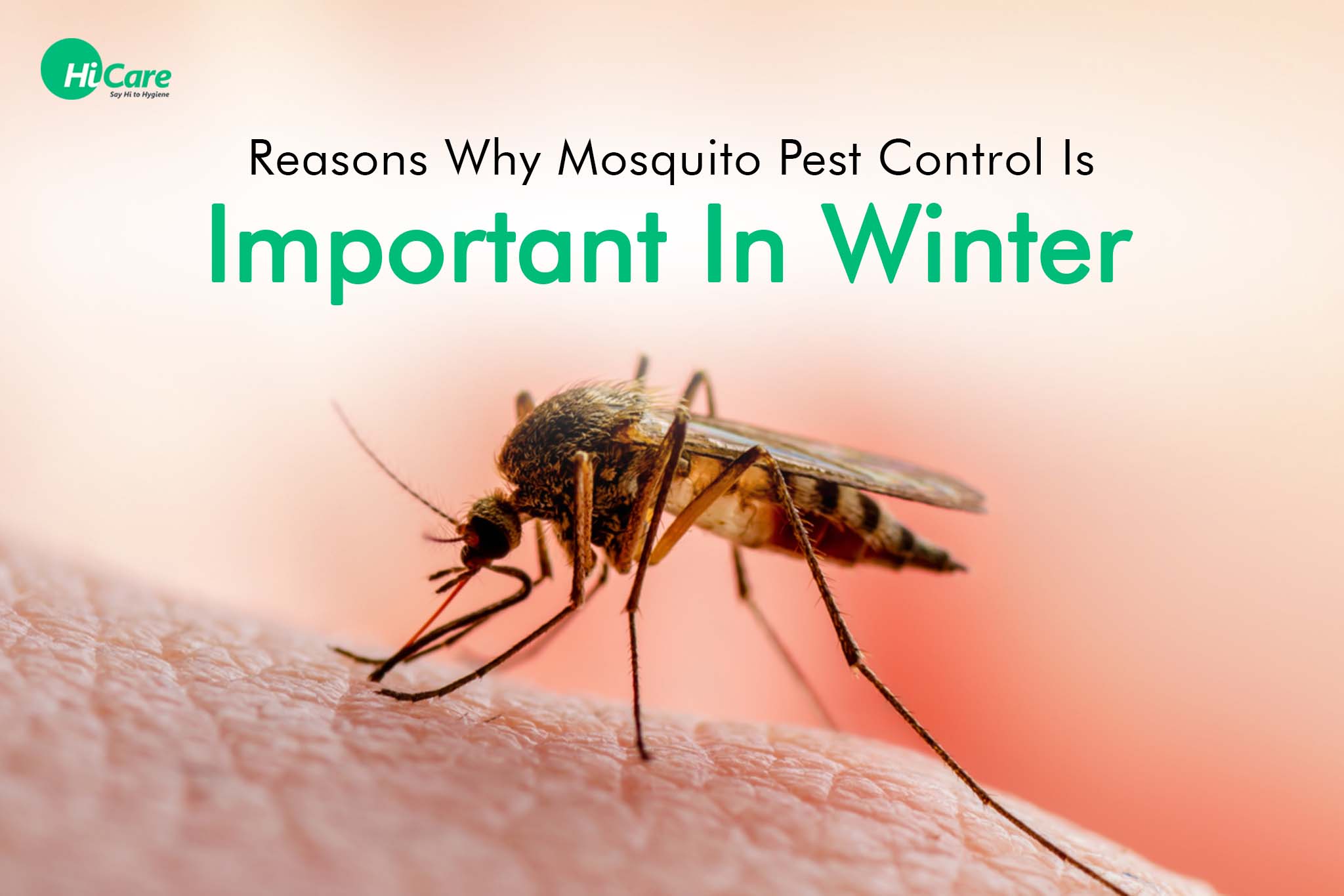 5 reasons why mosquito pest control is important in winter