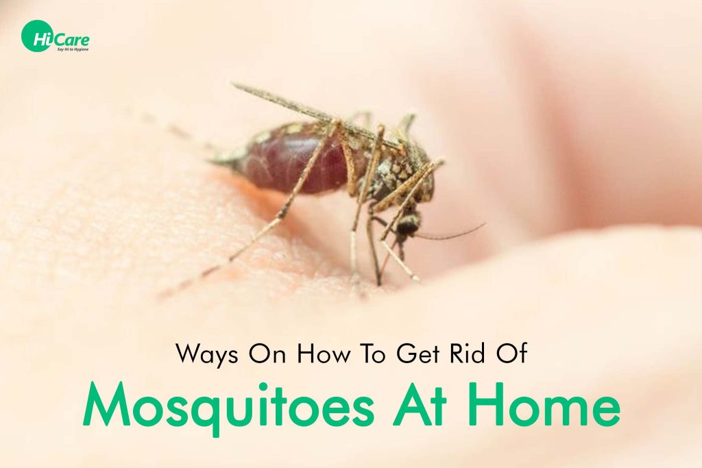 How to get rid of mosquitoes at home 6 Natural Ways