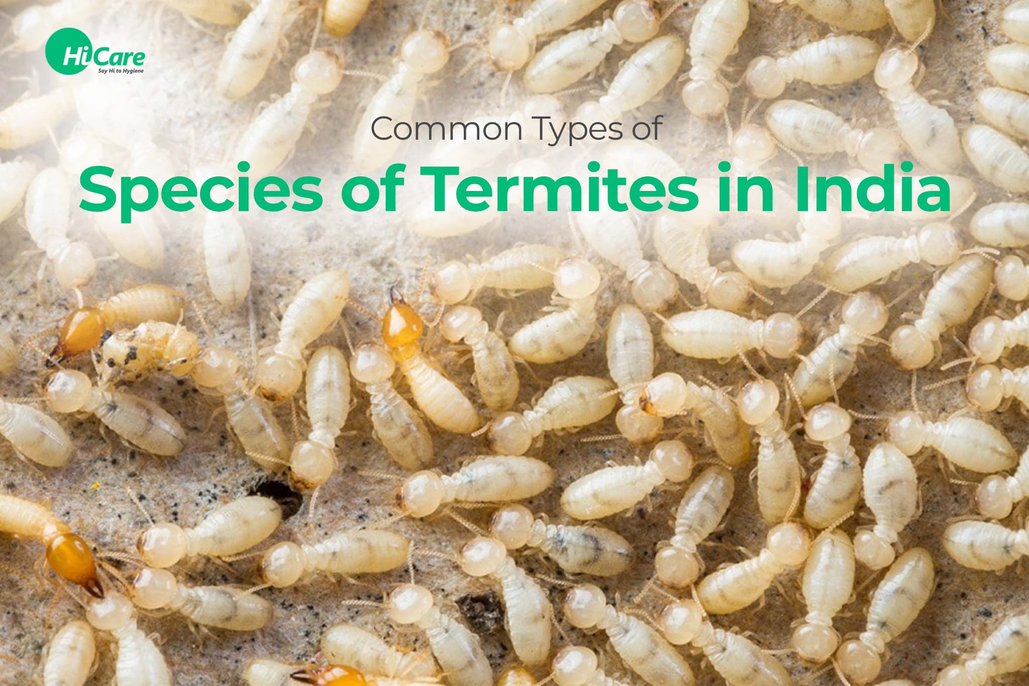 common types of termites species in india