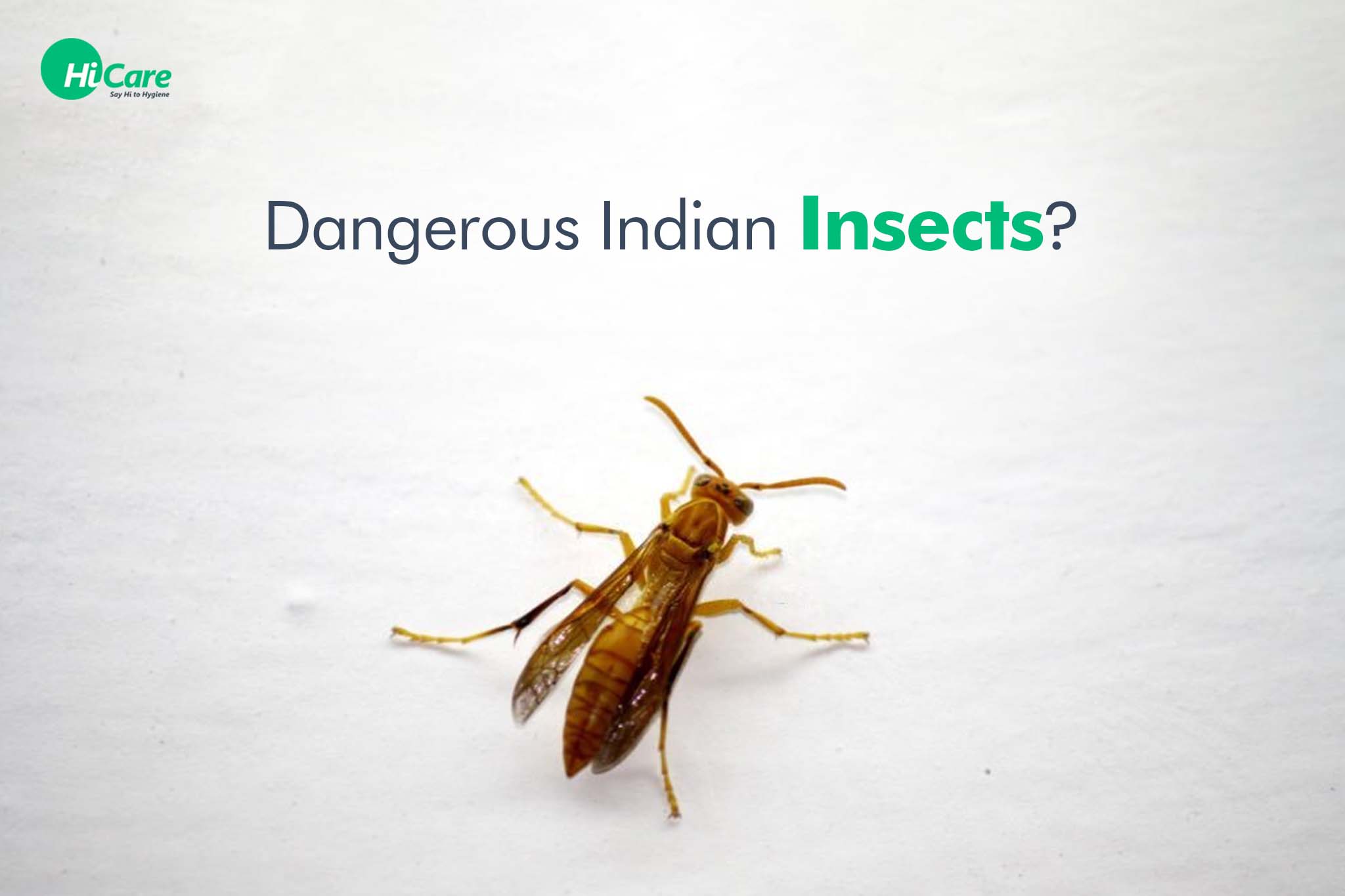 Interesting Facts about 15 Dangerous Insects in India | HiCare