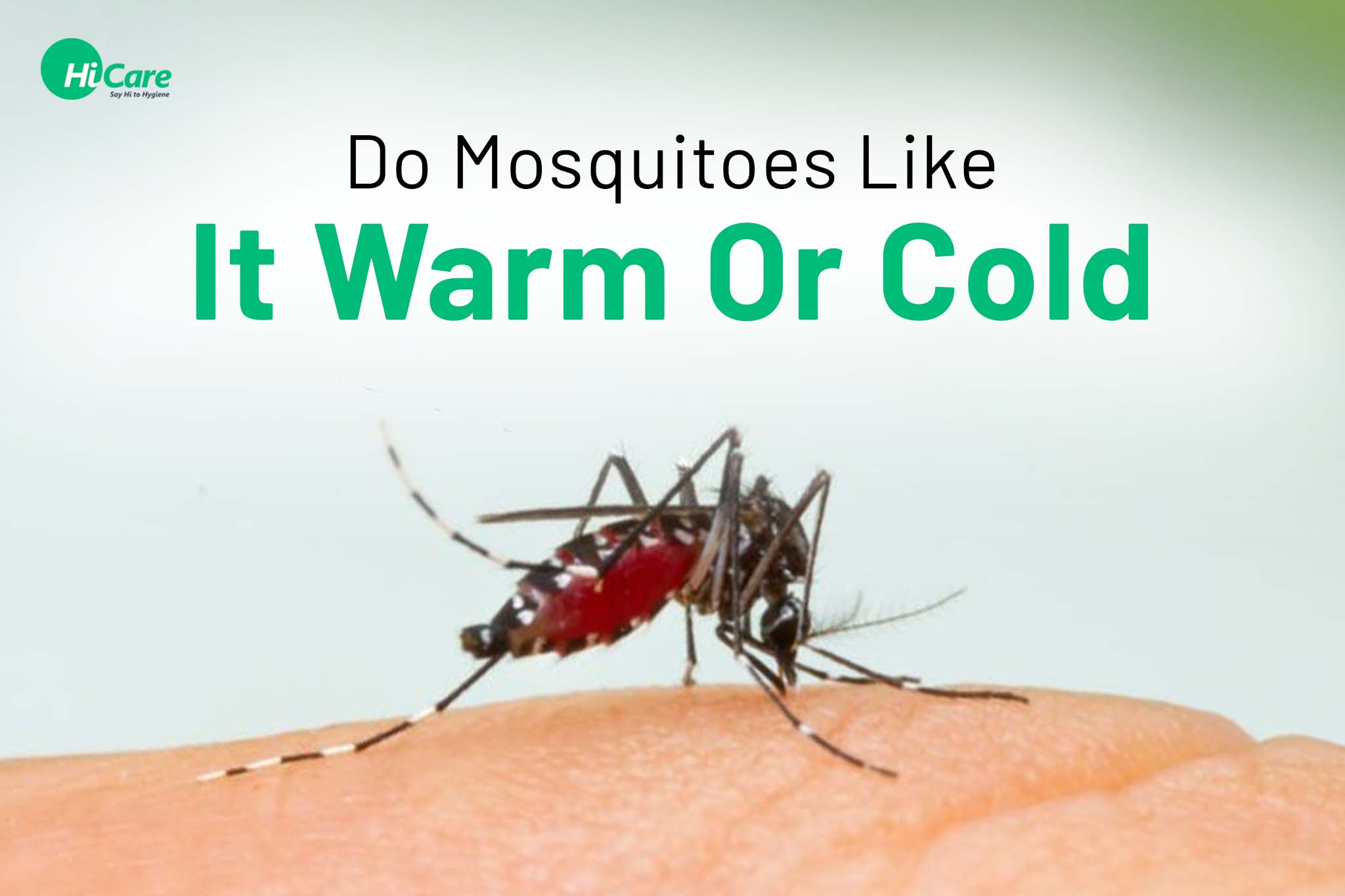 Do Mosquitoes Like It Warm Or Cold- HiCare