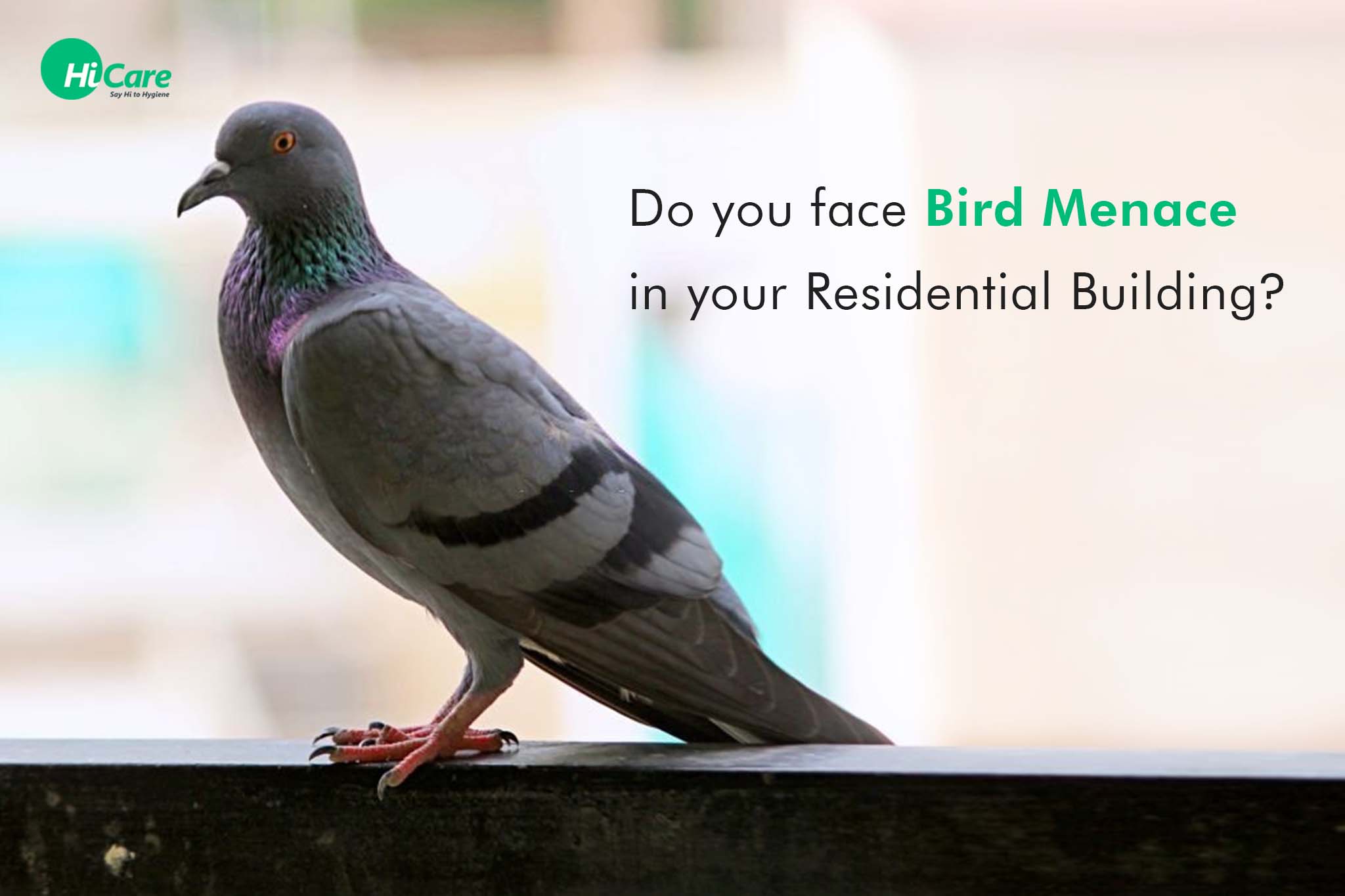 Do you face Bird Menace in your Residential Building?