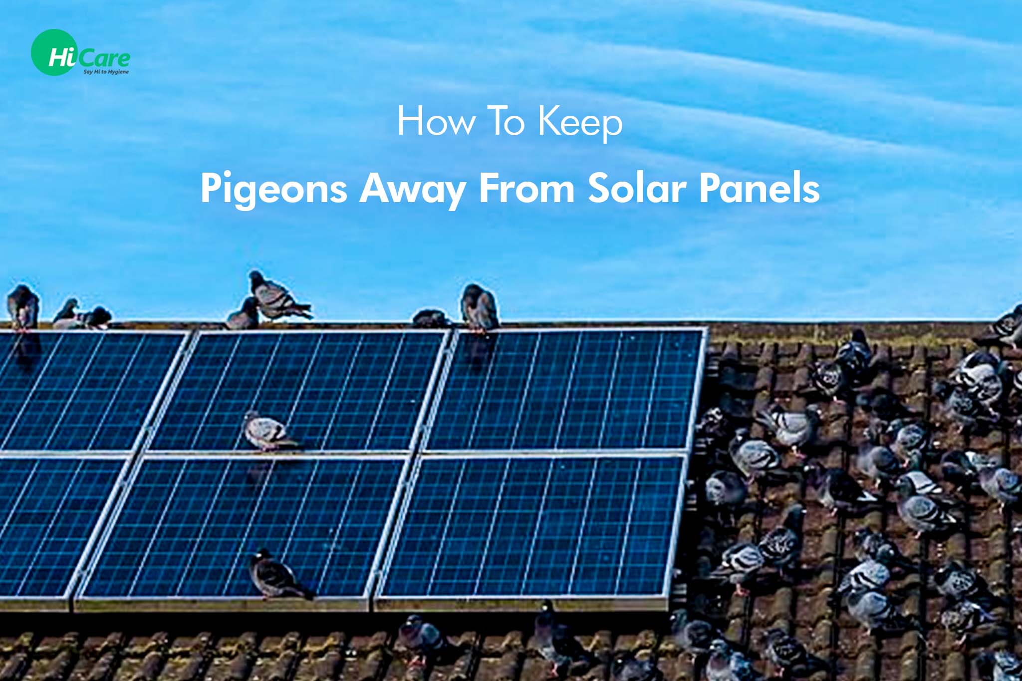 4 Important Tips To Keep Pigeons Away From Solar Panels | HiCare