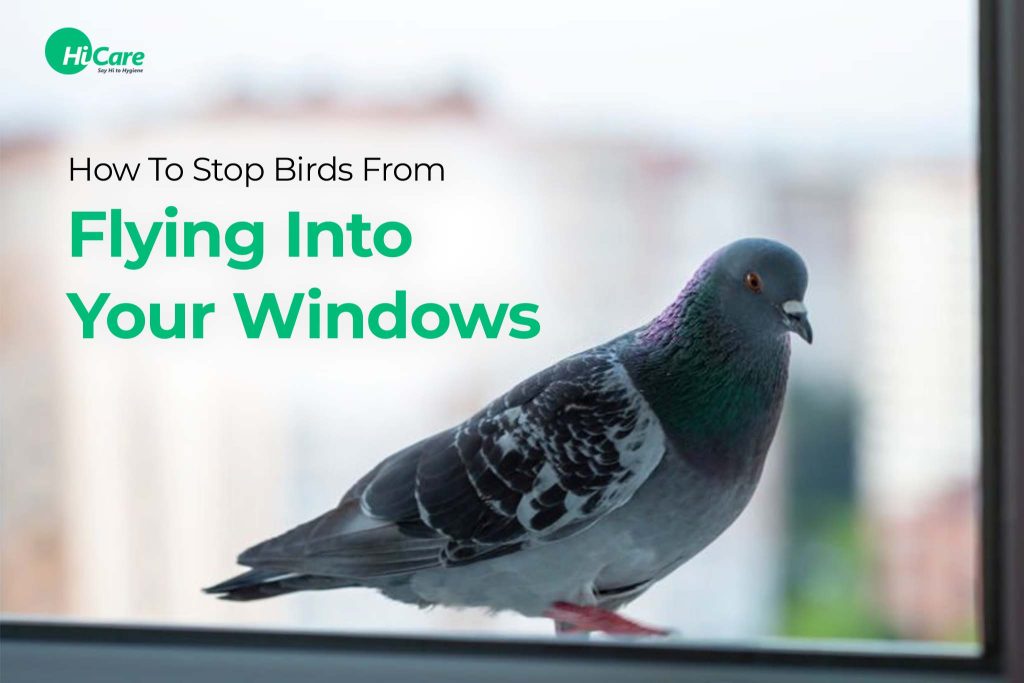 10 Ways to stop birds from flying into windows