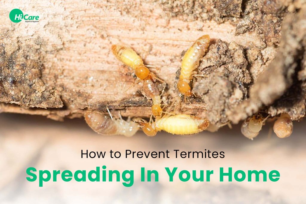 How To Prevent Termites Spreading In Home Hicare