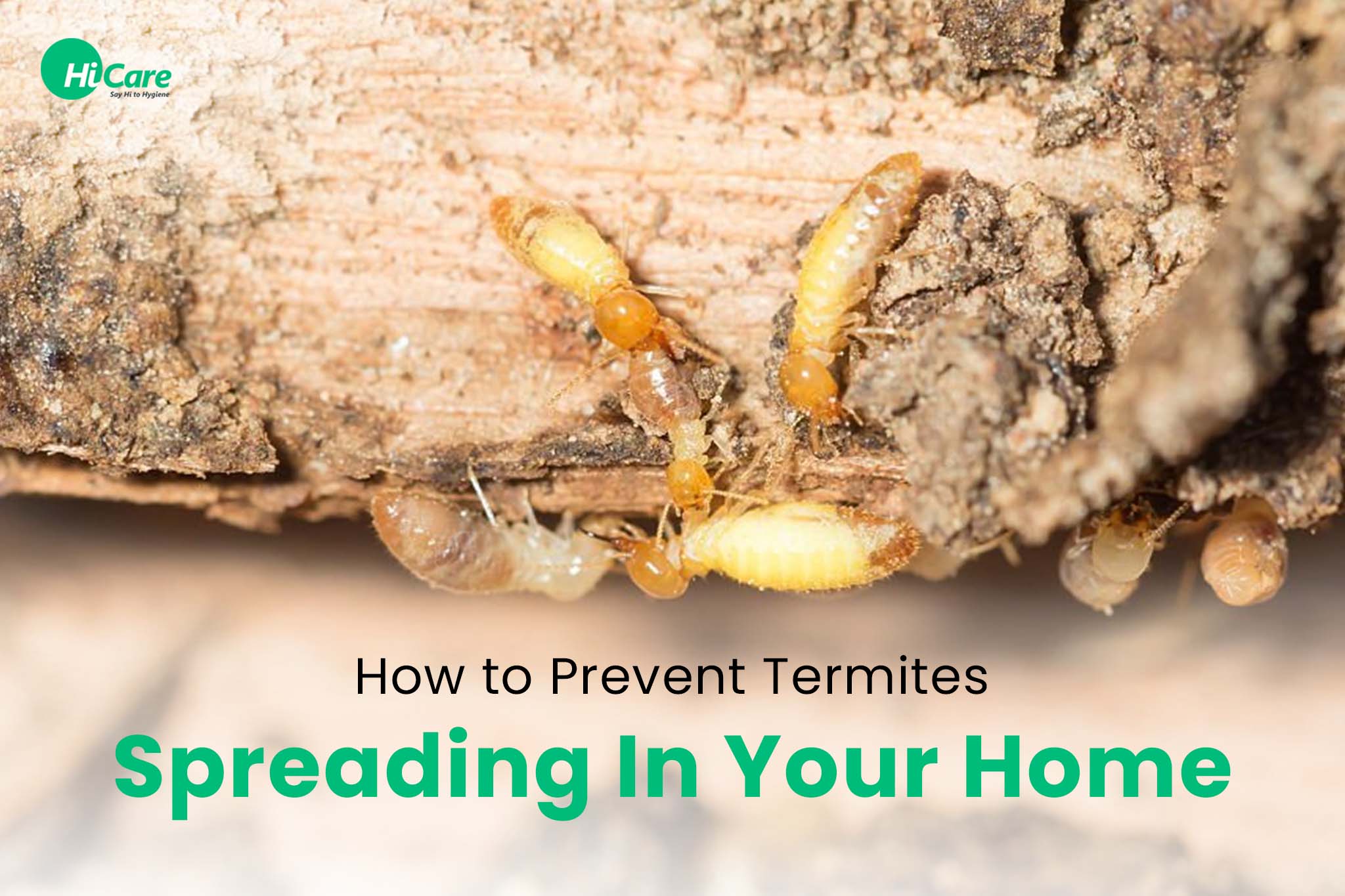 How to Prevent Termites Spreading In Your Home- HiCare