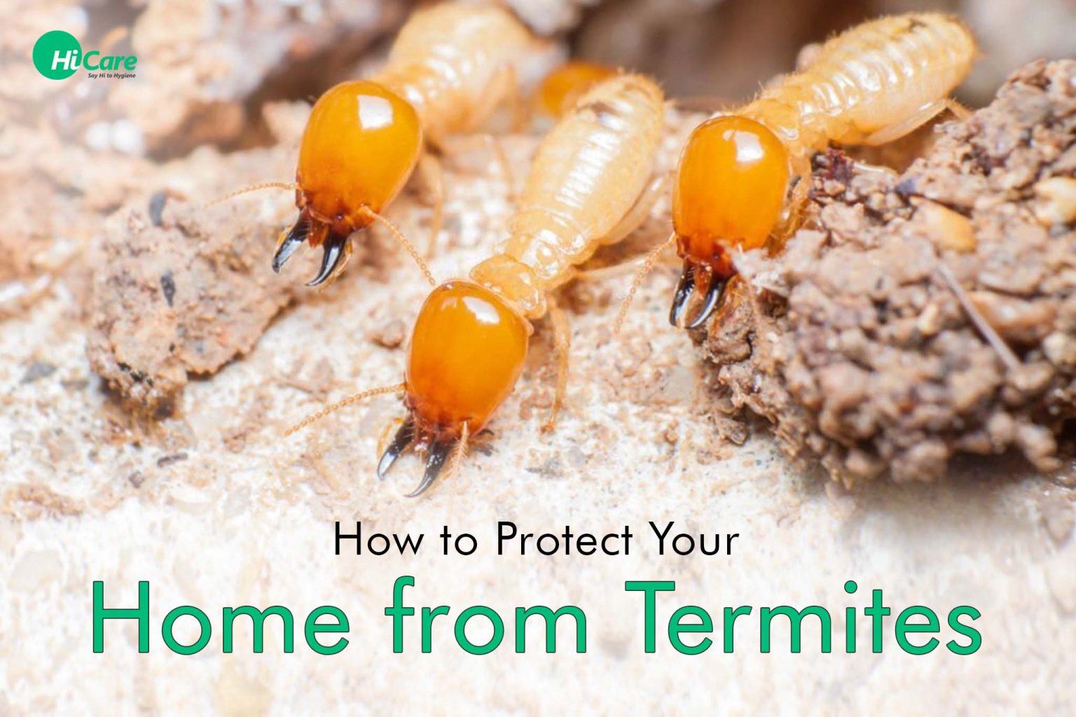 How to Protect Your home from Termites | HiCare - Blogs on Pest Control ...