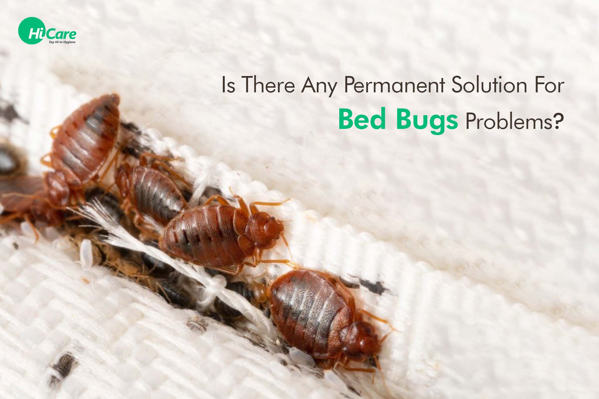 How to Get Permanent Solution for Bed Bugs?