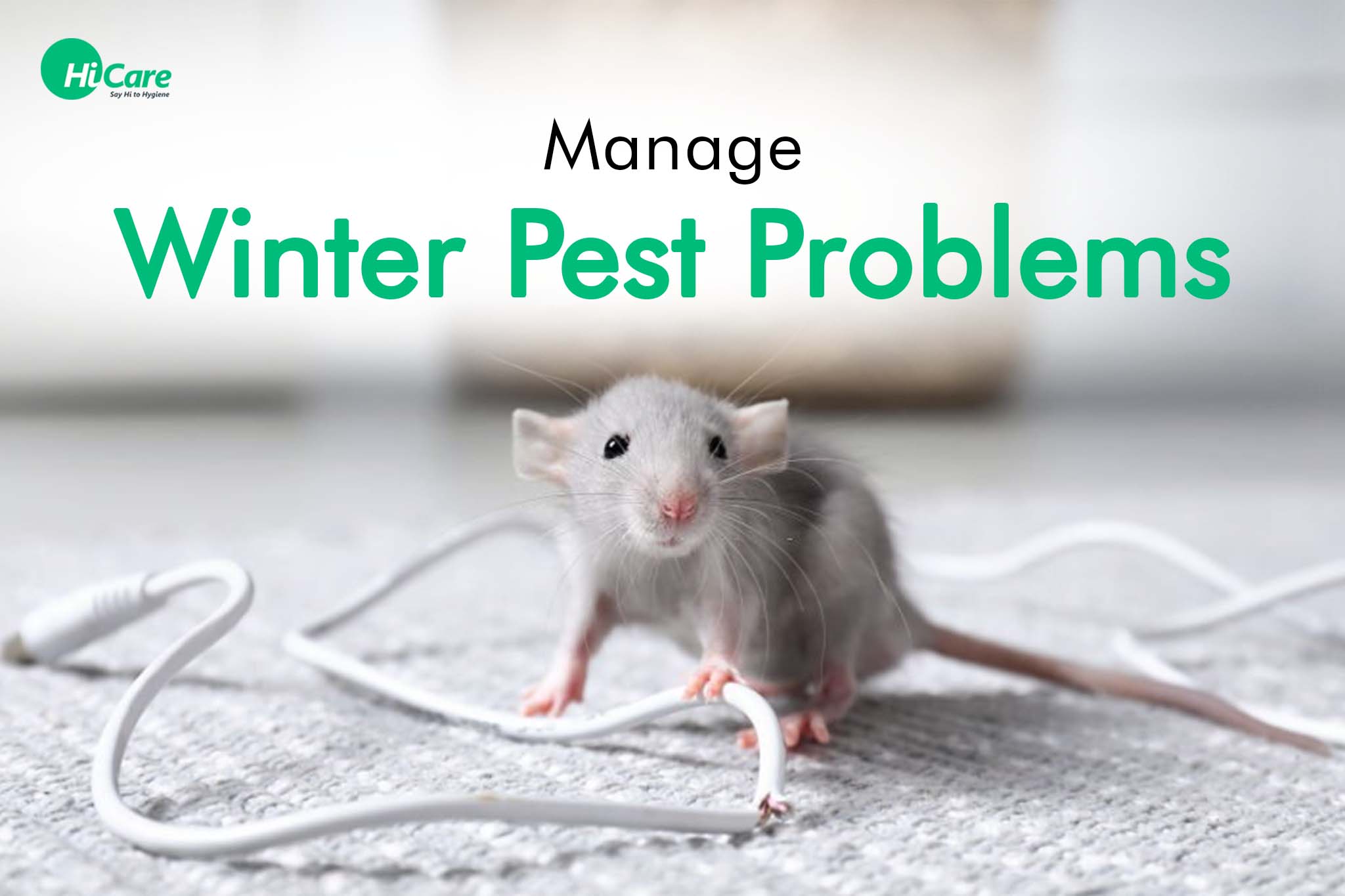 manage winter pest problems