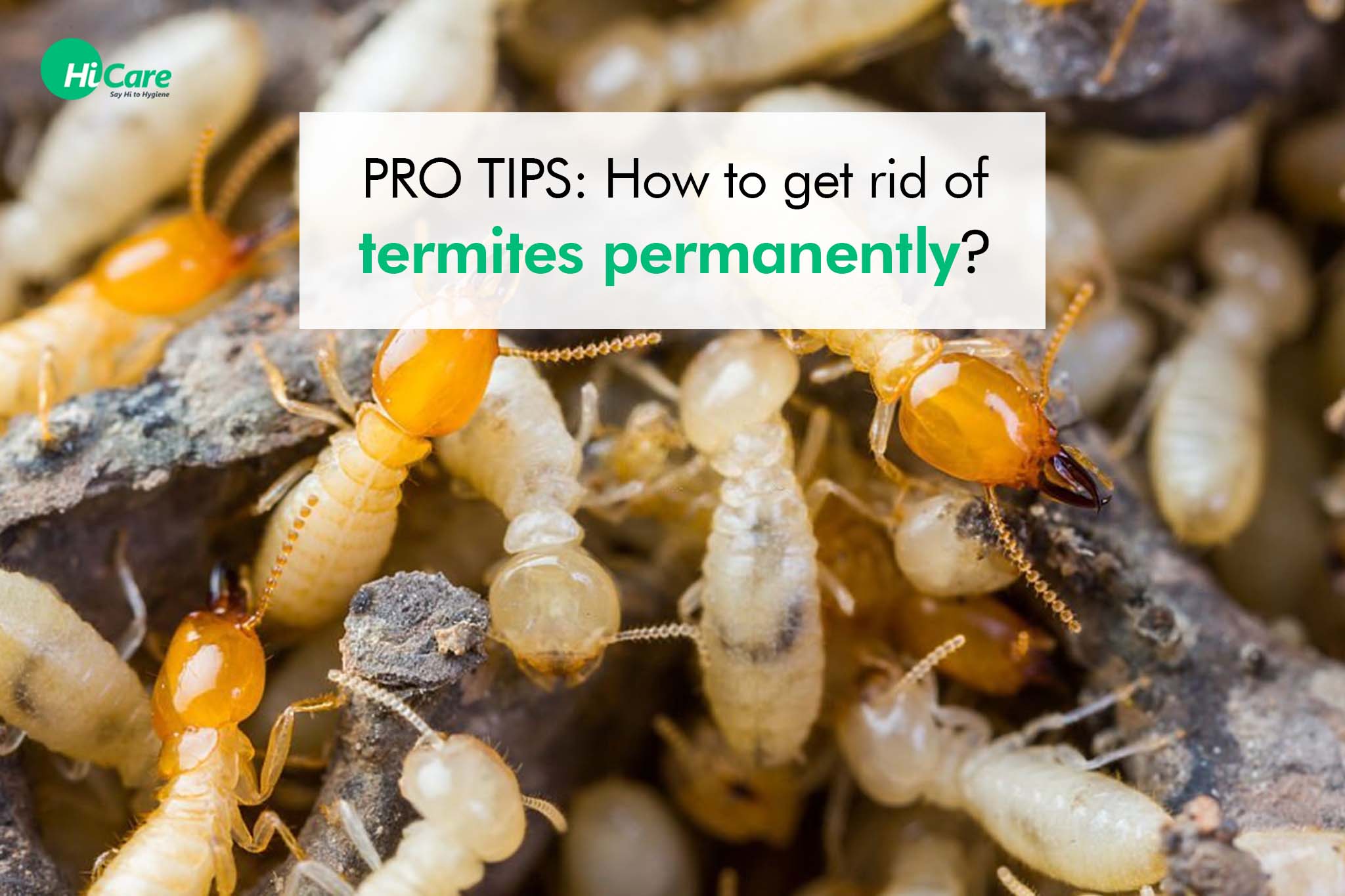 how to get rid of termites permanently