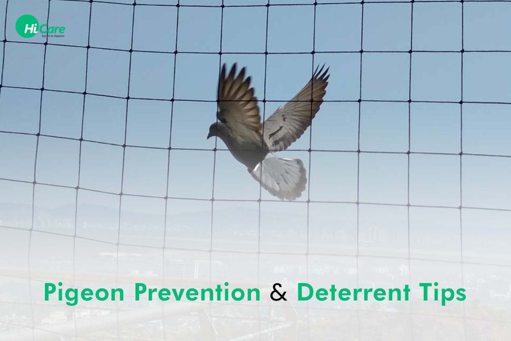 Pigeon Prevention Best 4 Tips on How to Avoid Pigeons