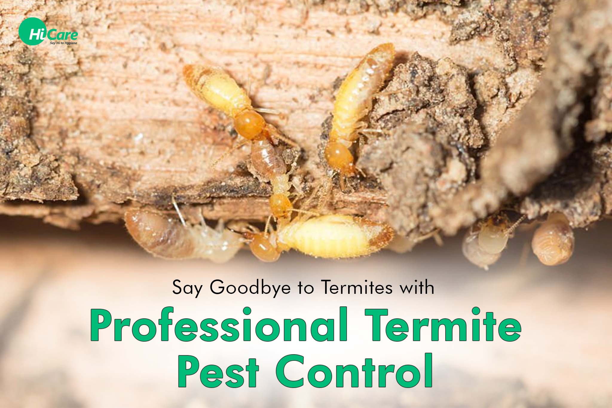 goodbye to termites with professional termite pest control