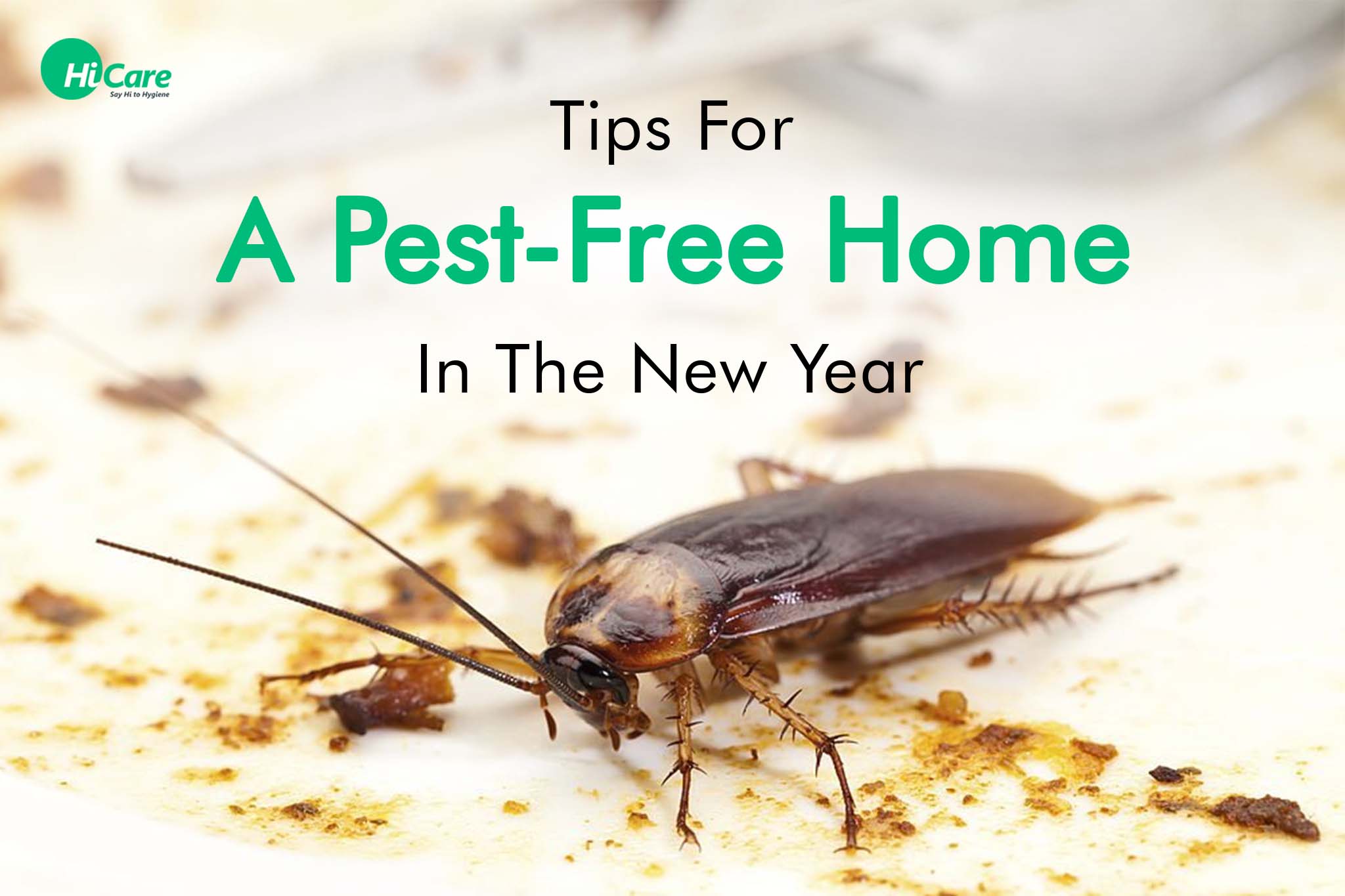 tips for a pest free home in the new year