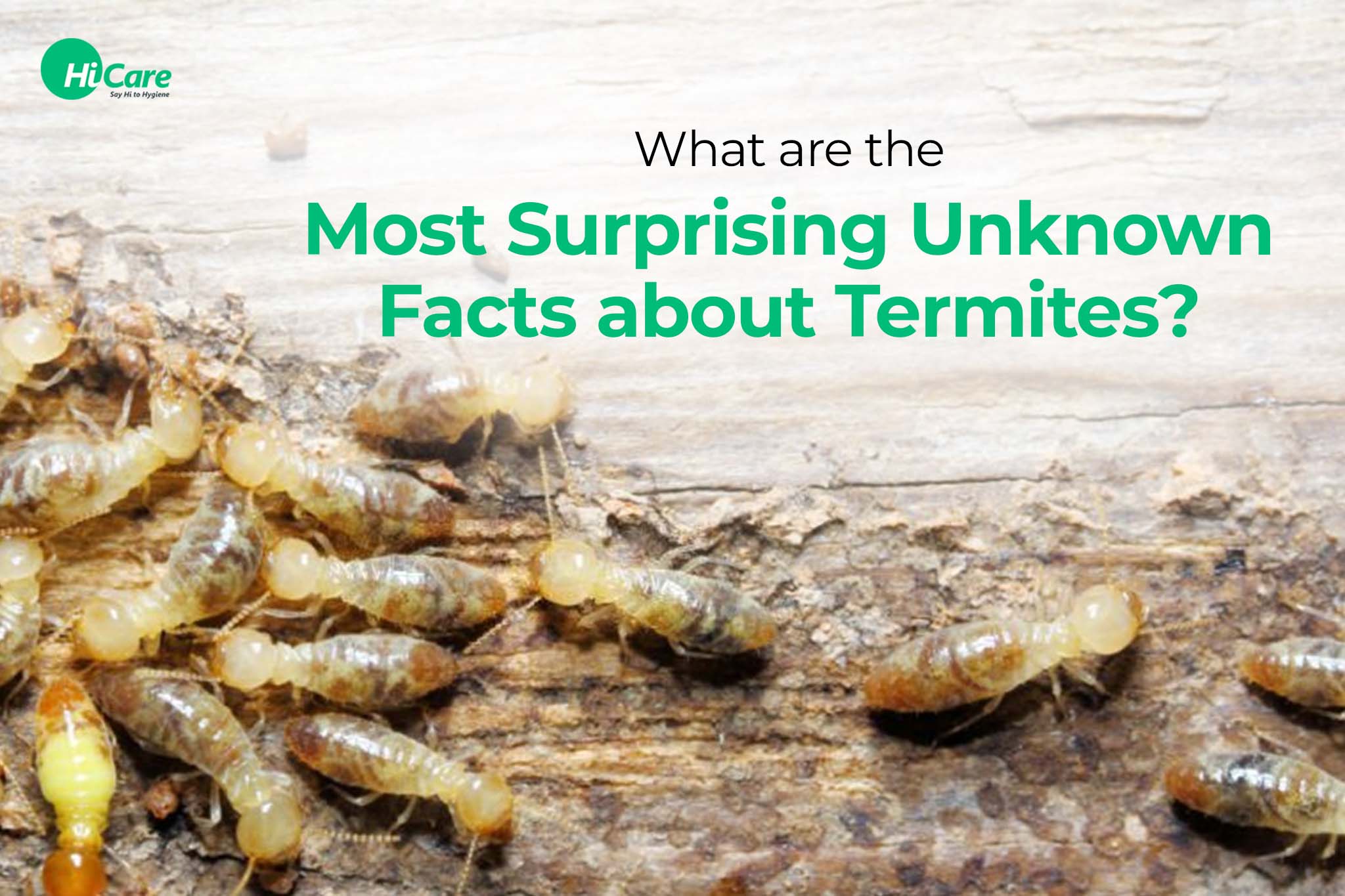 surprising and unknown facts about termites