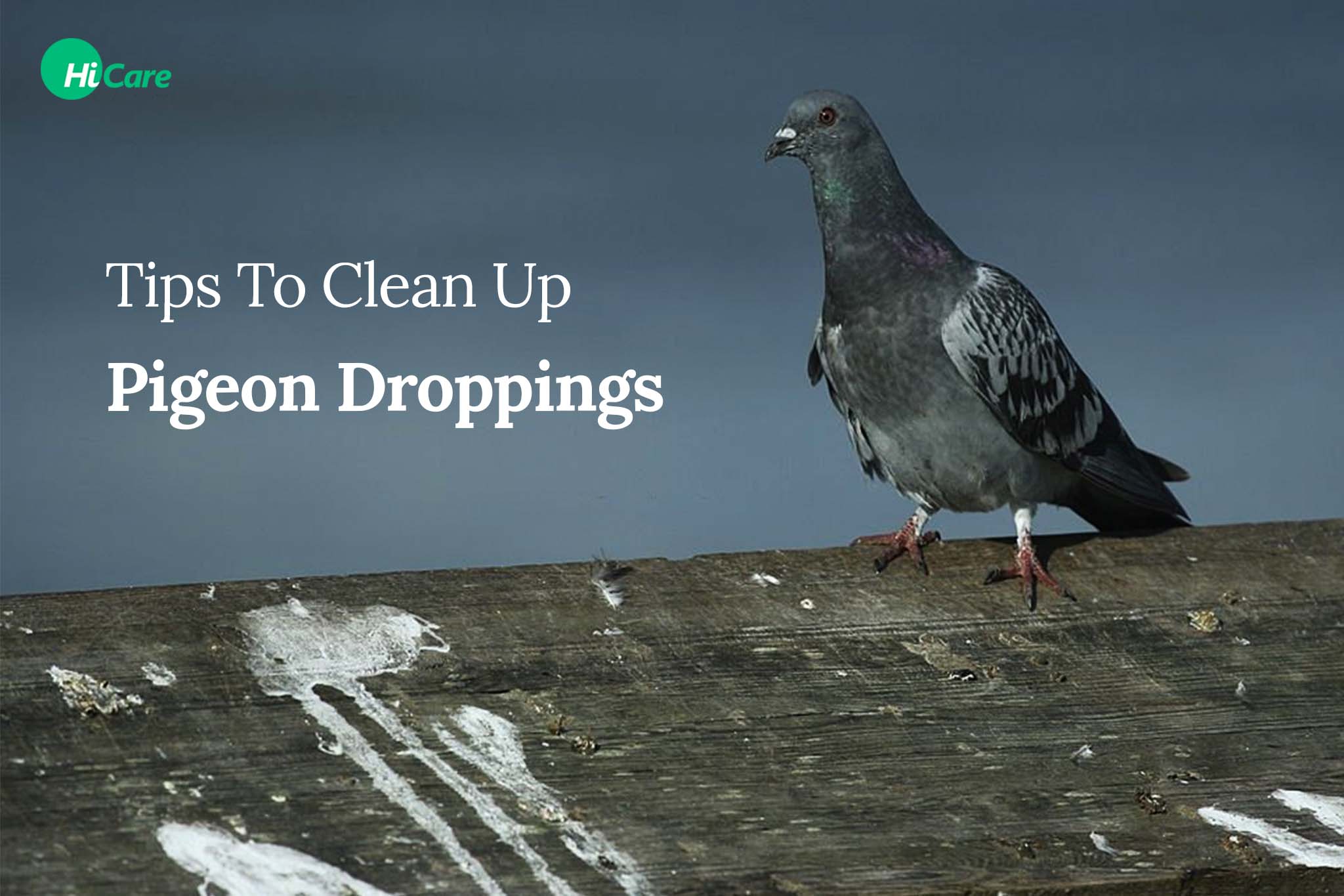 How To Clean Up Pigeon Poop Droppings?