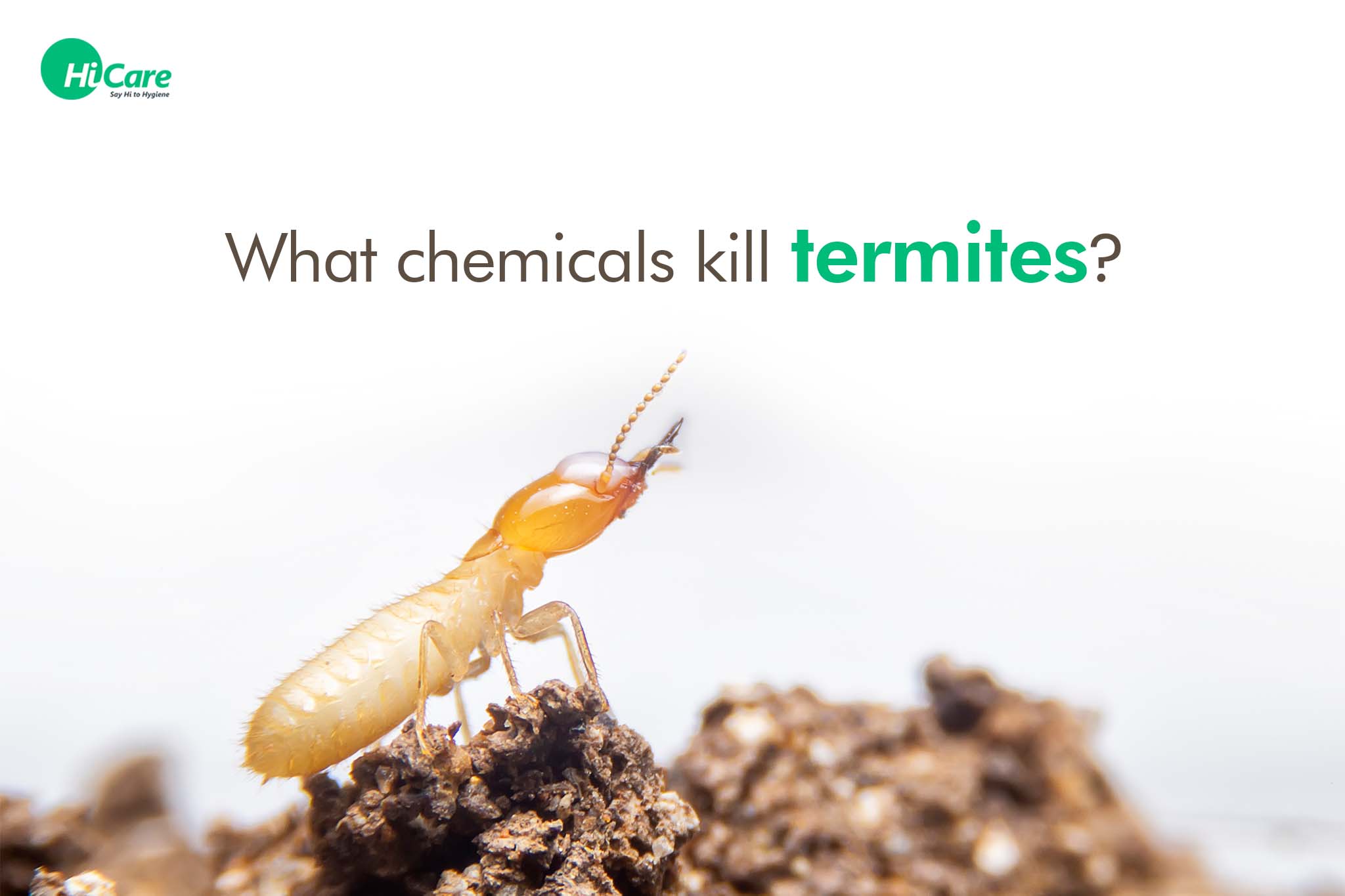 what chemicals kill termites?