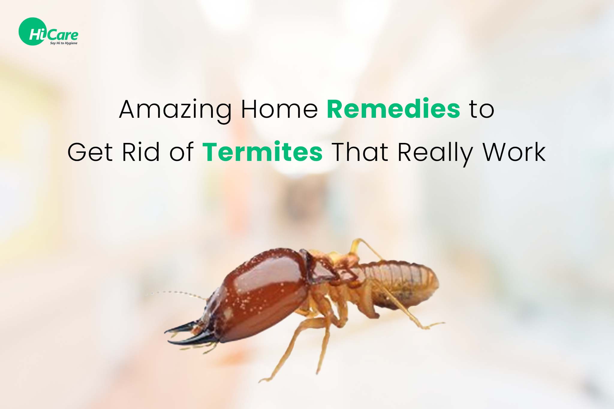 10 Effective Home Remedies to Get Rid of Termites in 2023 | HiCare