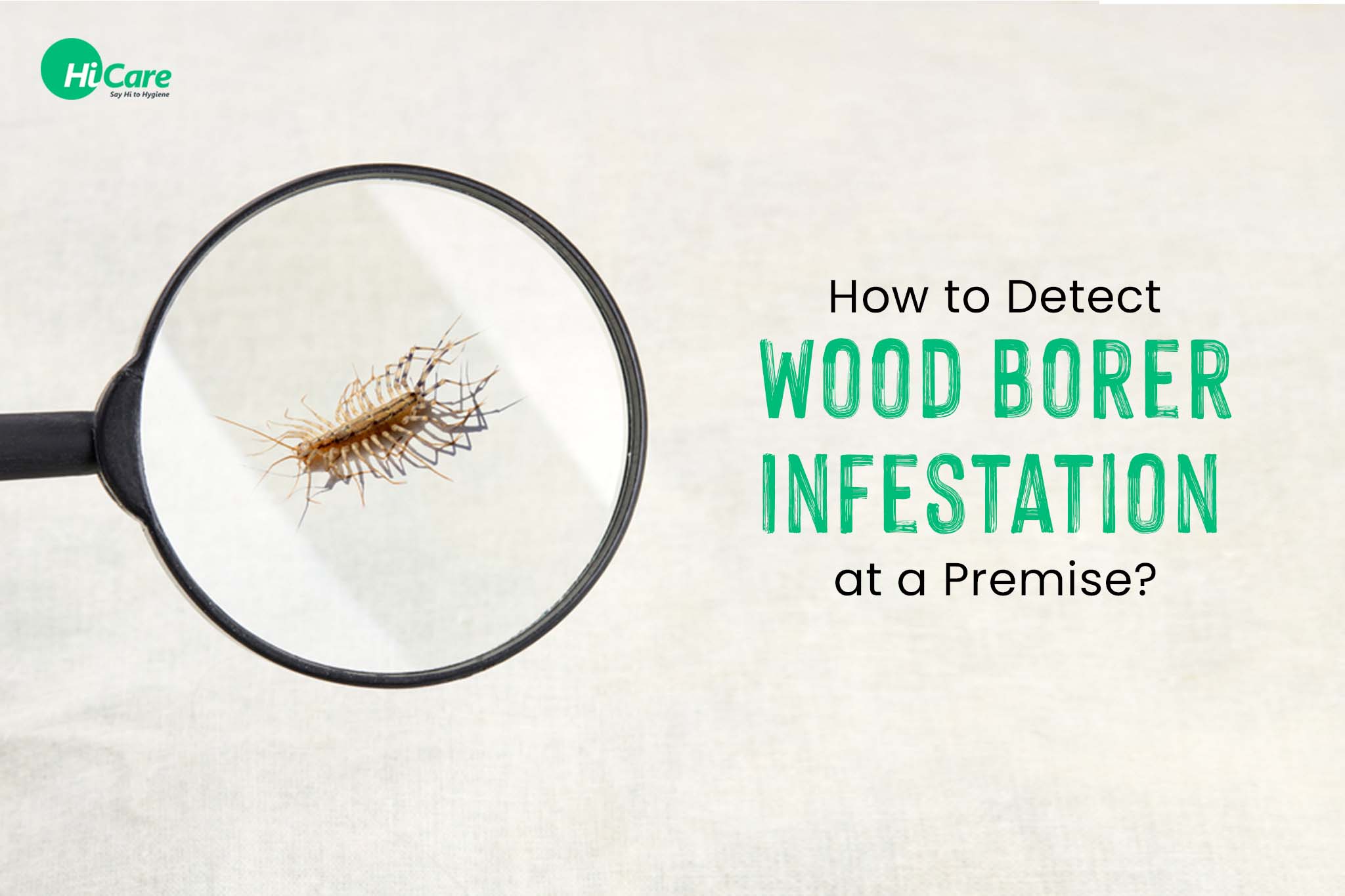 How to Detect Wood Borer Infestation at a Premise?