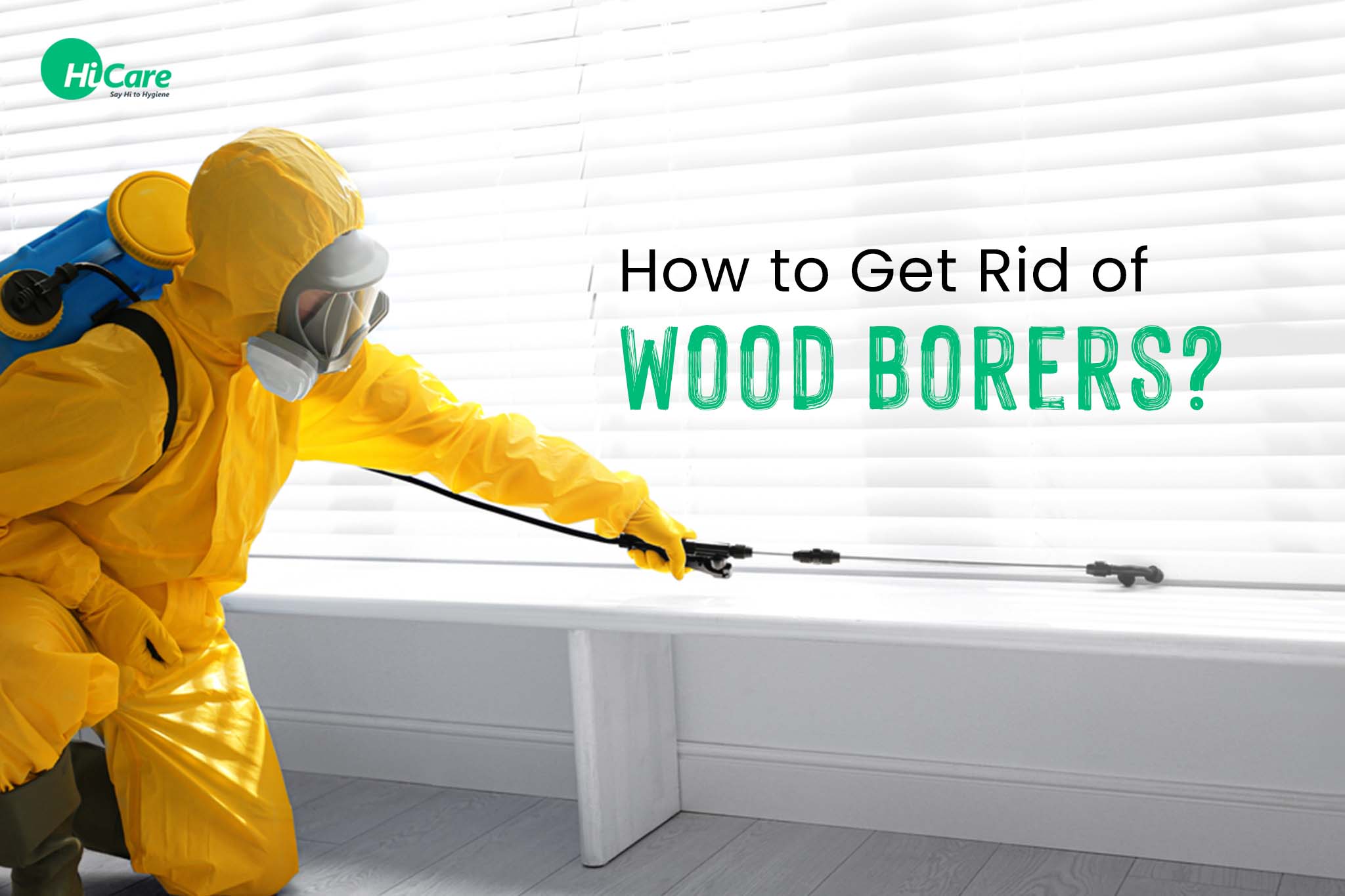 How to Get Rid of Wood Borers?