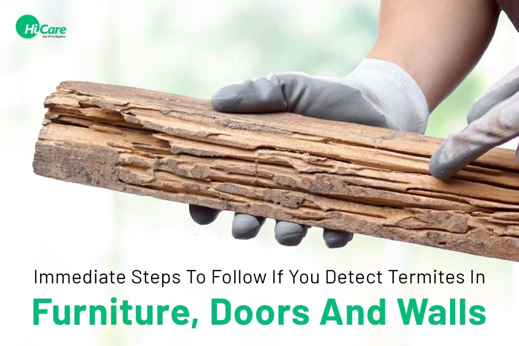Termites in Furniture Steps To Follow