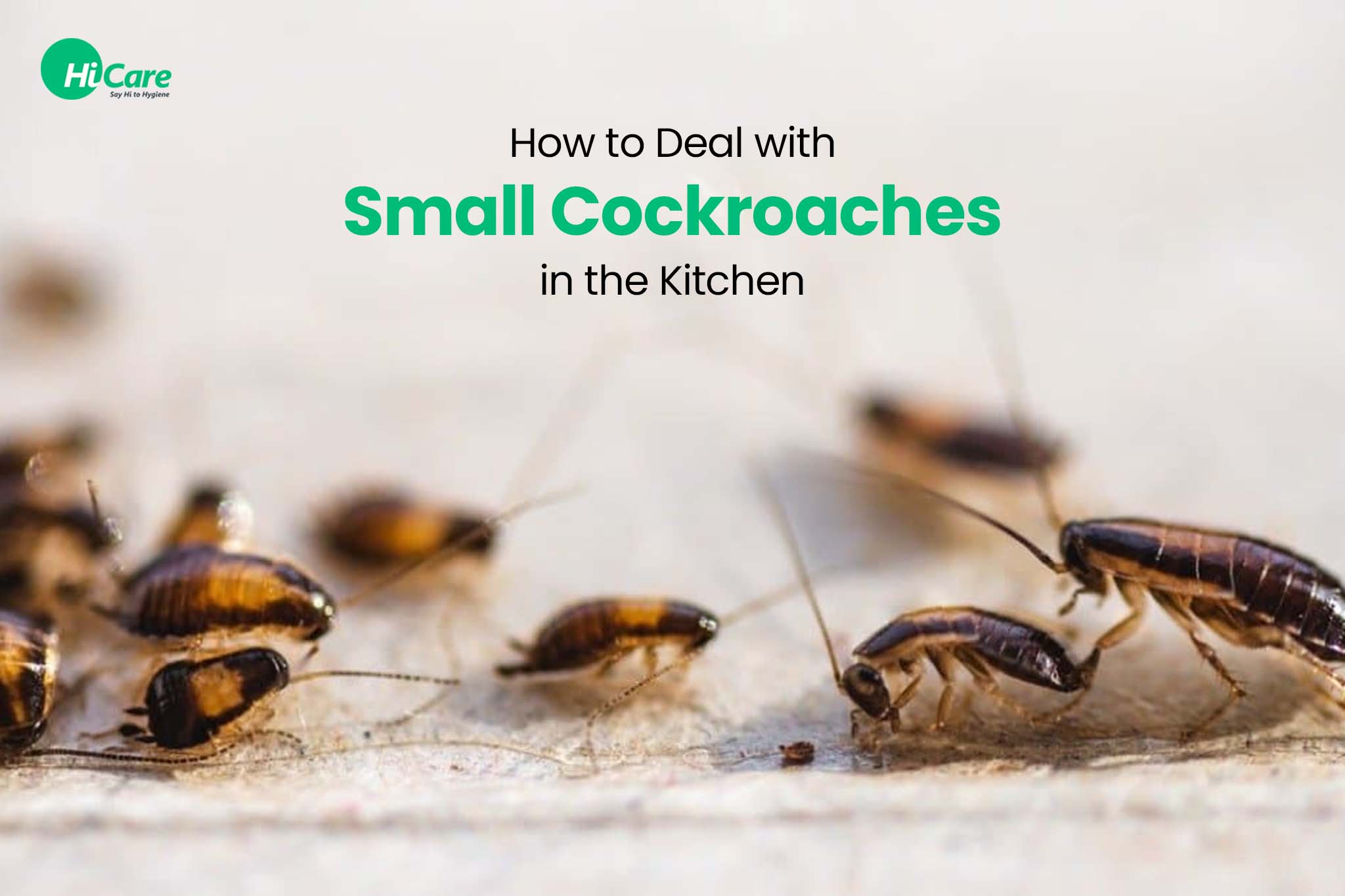 How to deal with small cockroaches in kitchen?