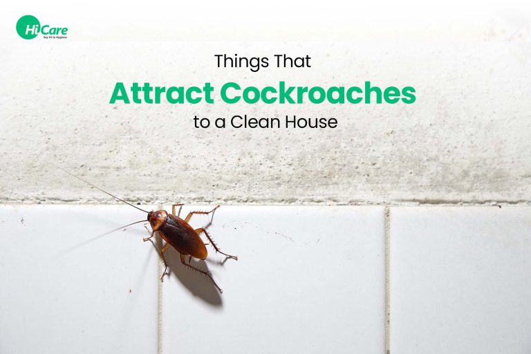 6-common-things-that-attract-cockroaches-to-your-house