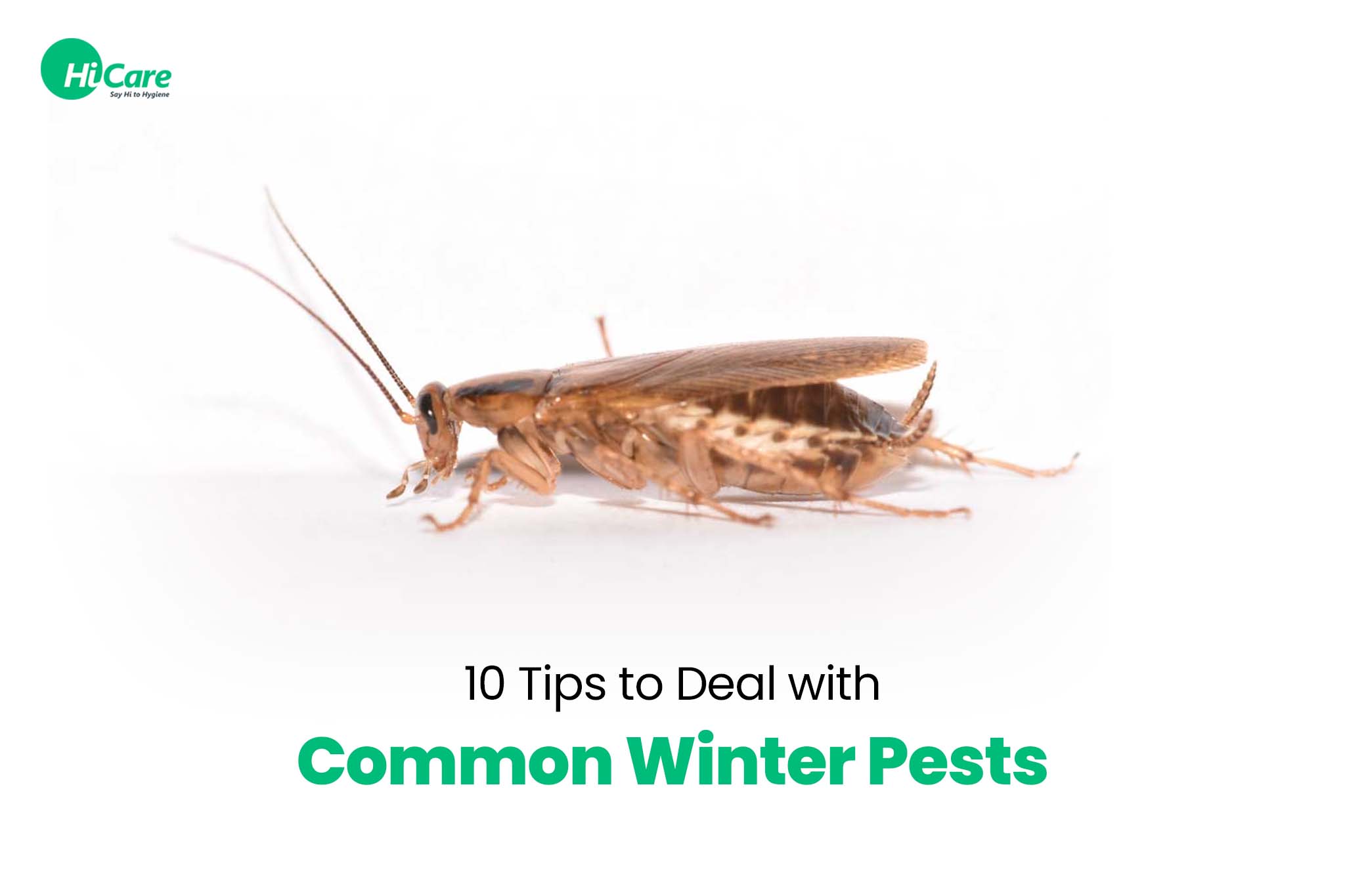 10 Tips to Deal with Common Winter Pests