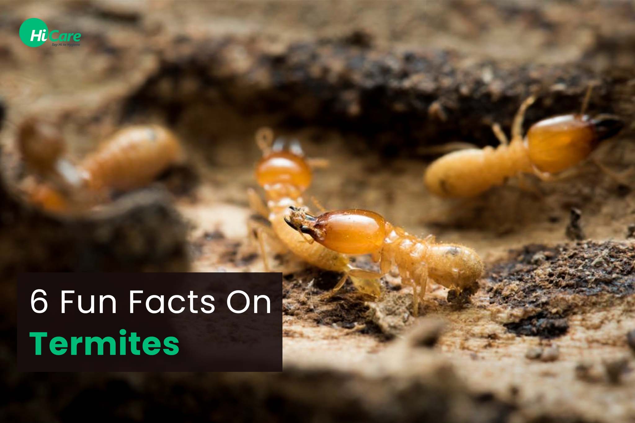 6 Fun Facts On Termites