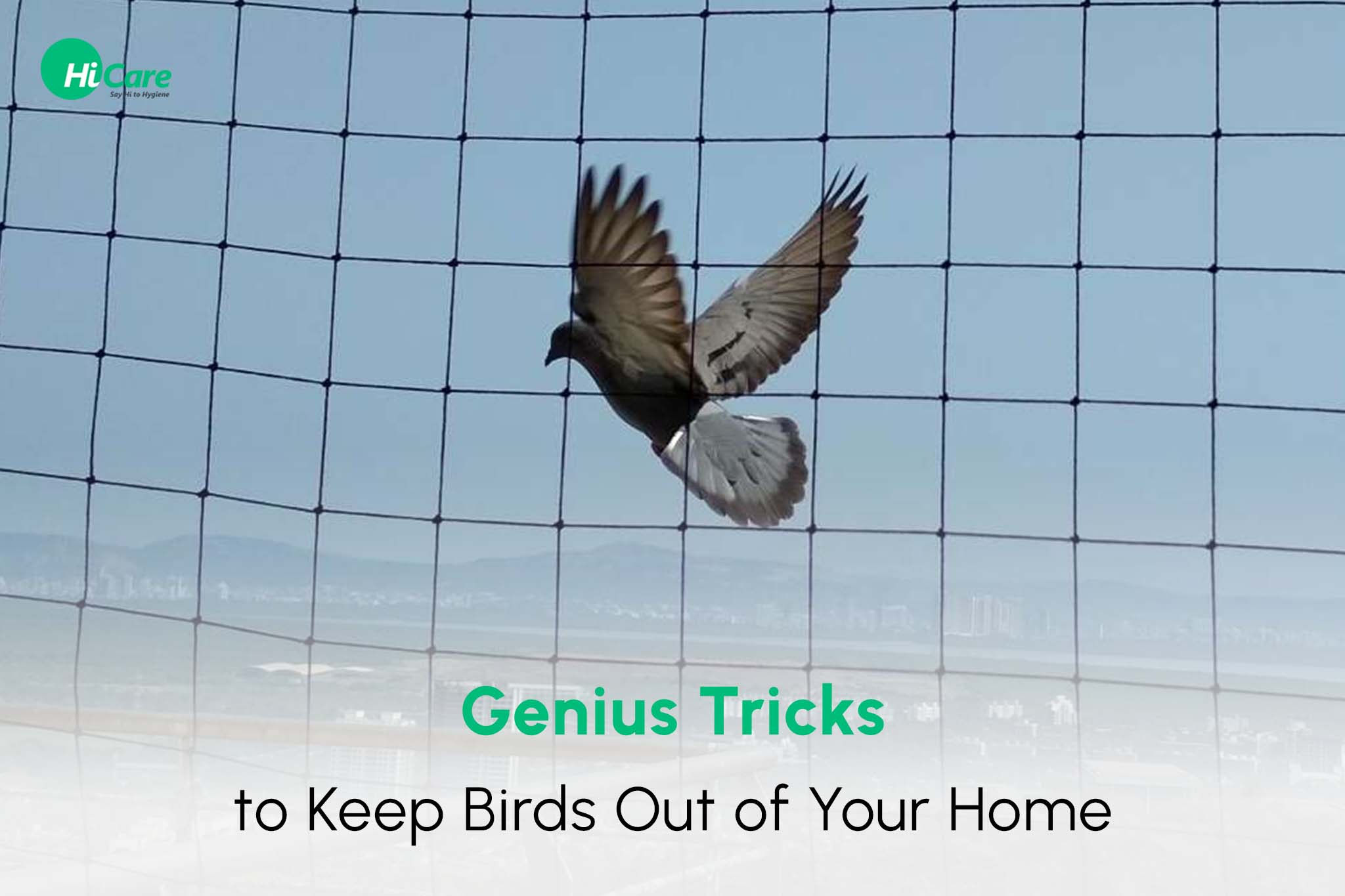 tricks to keep birds out of my home