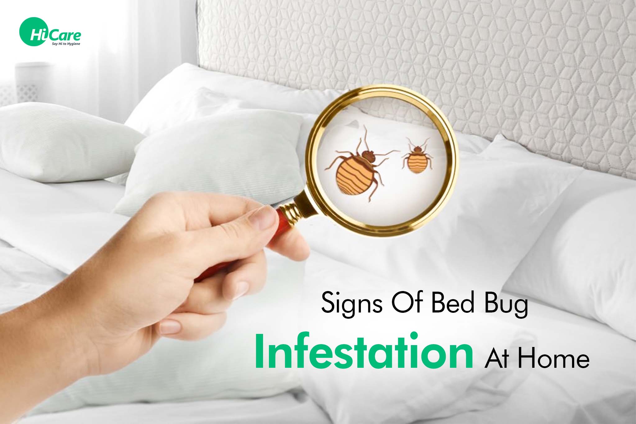 signs of bed bug infestation