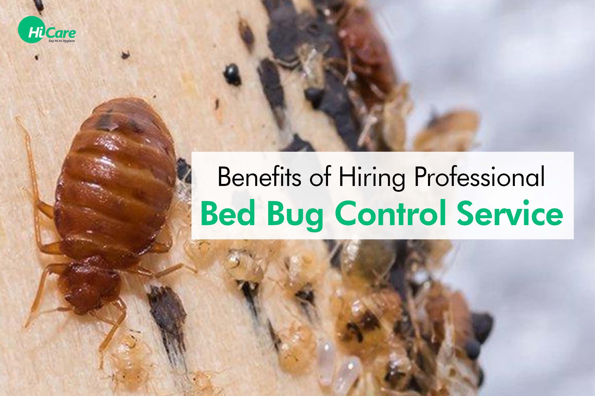 benefits of hiring professional bed bug control service