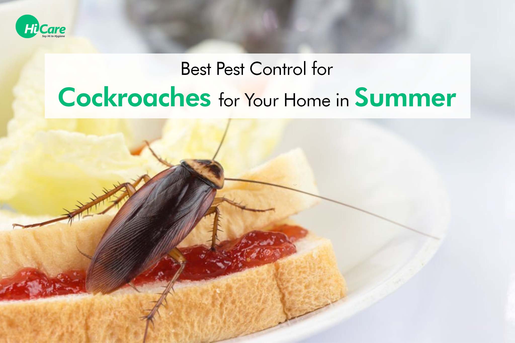 Best Pest Control for Cockroaches for Your Home in Summer! HiCare