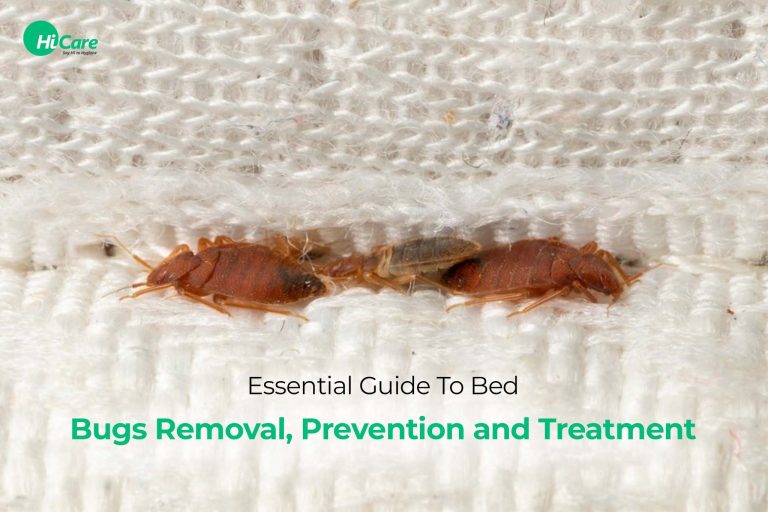 Bed Bugs: Essential Guide To Identify And Get Rid Of Them