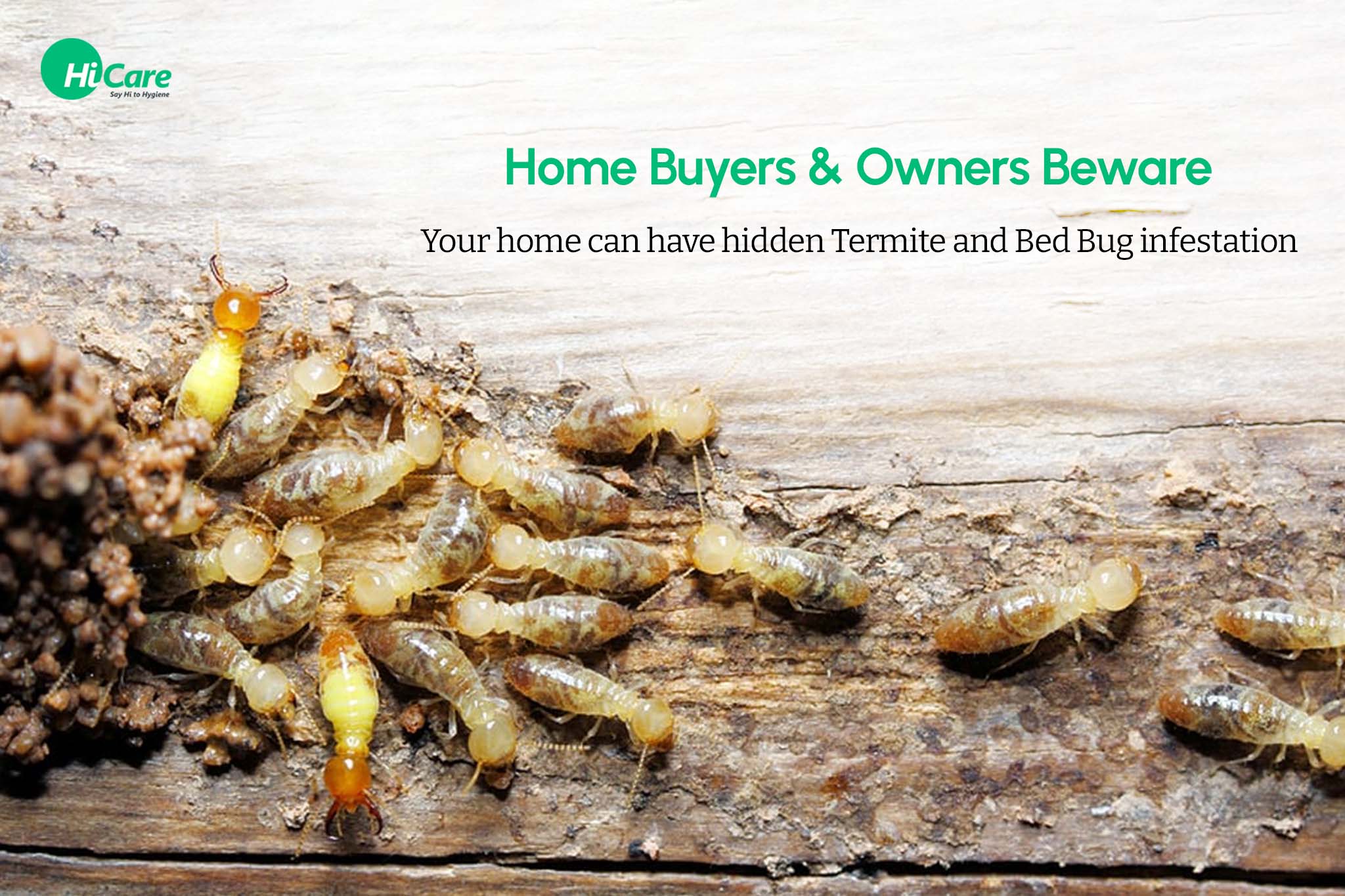 advice for home buyers and owners on termites and bed bugs