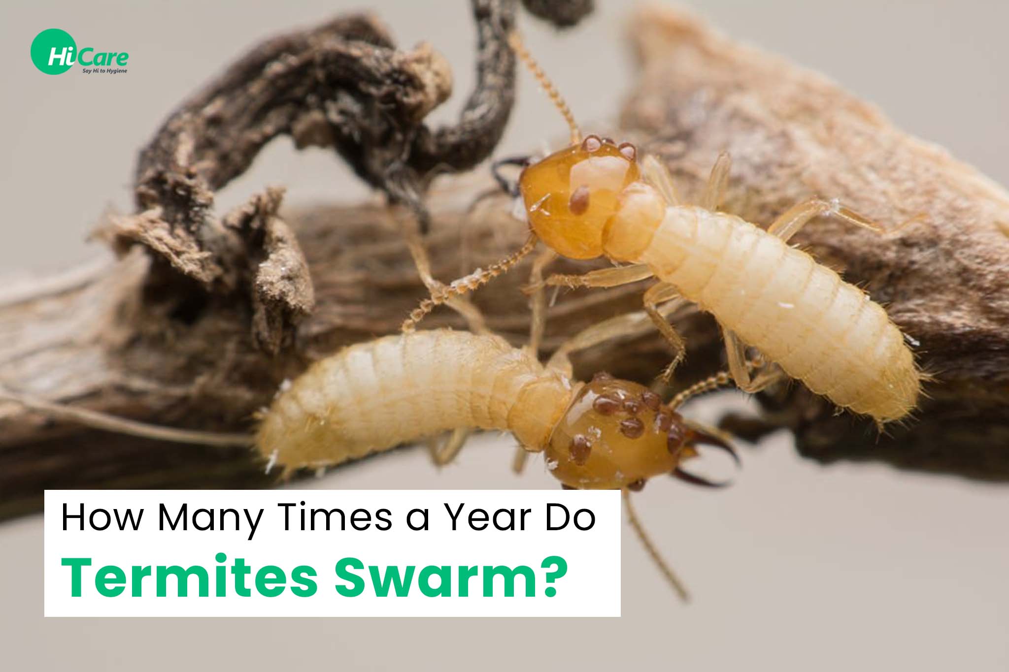 How Many Times a Year Do Termites Swarm?