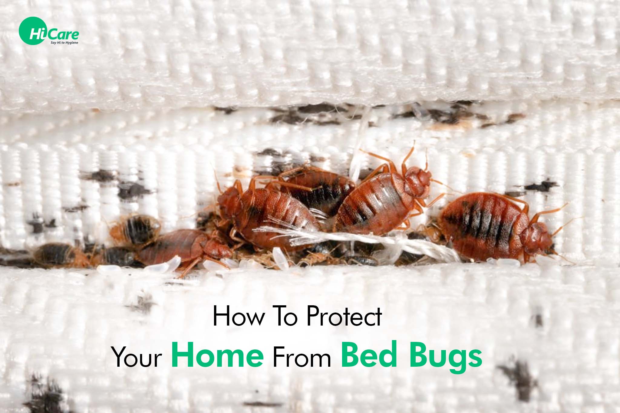 How To Protect Your Home From Bed Bugs | HiCare