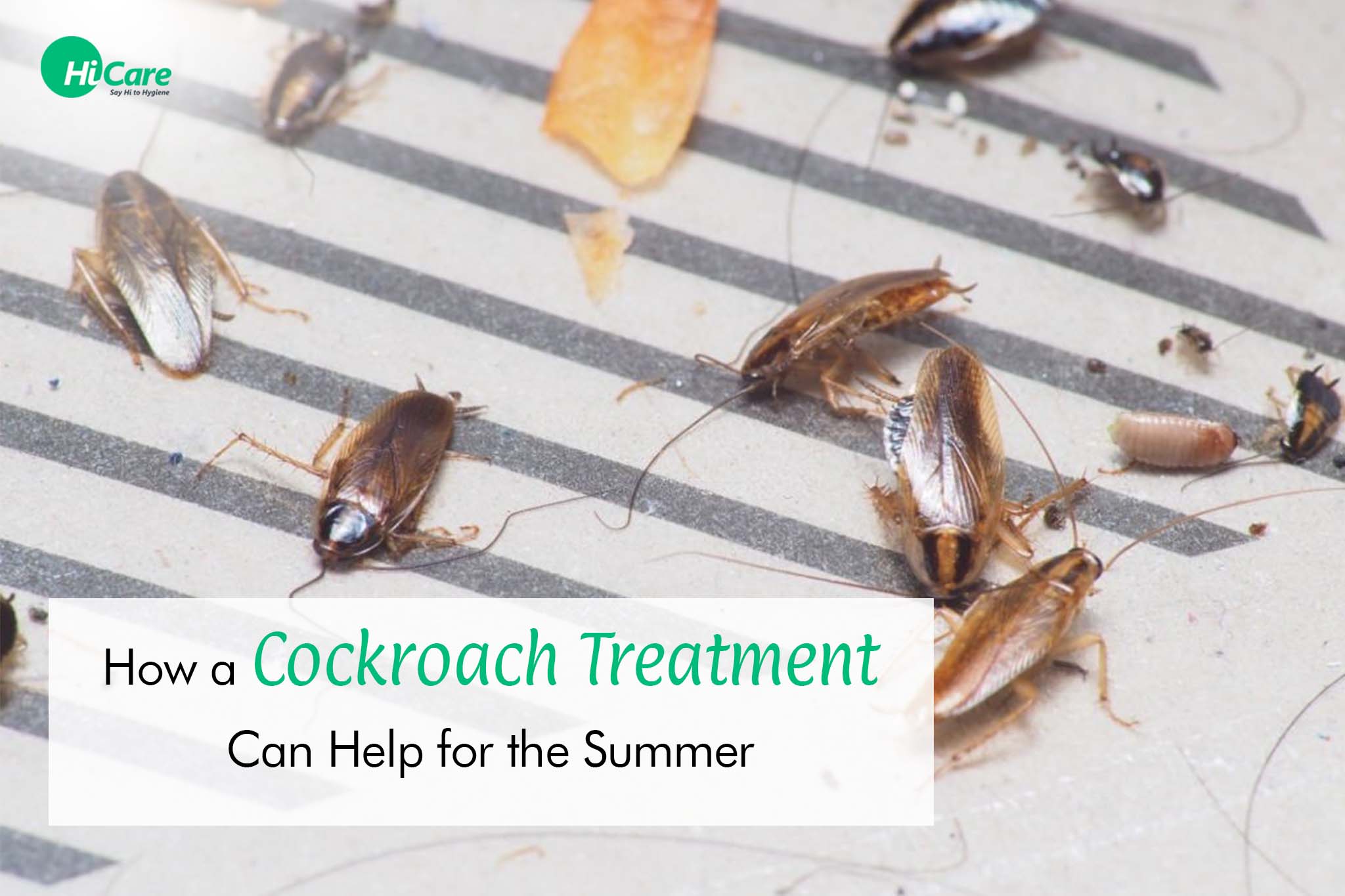 how a cockroach treatment can help for the summer