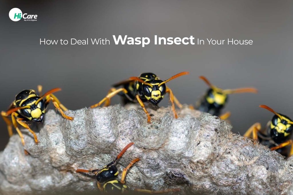 how to remove a wasp from your house