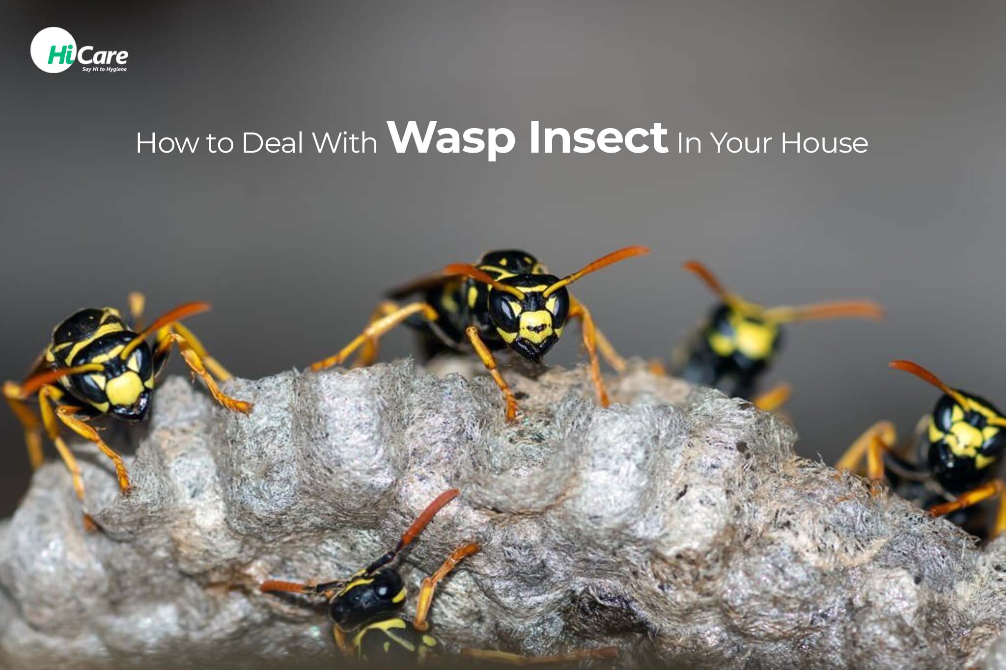 how to deal with wasp insect in your house
