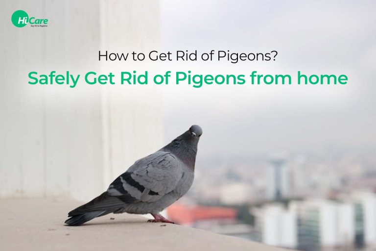 How to Get Rid of Pigeons Without Hurting Them HiCare