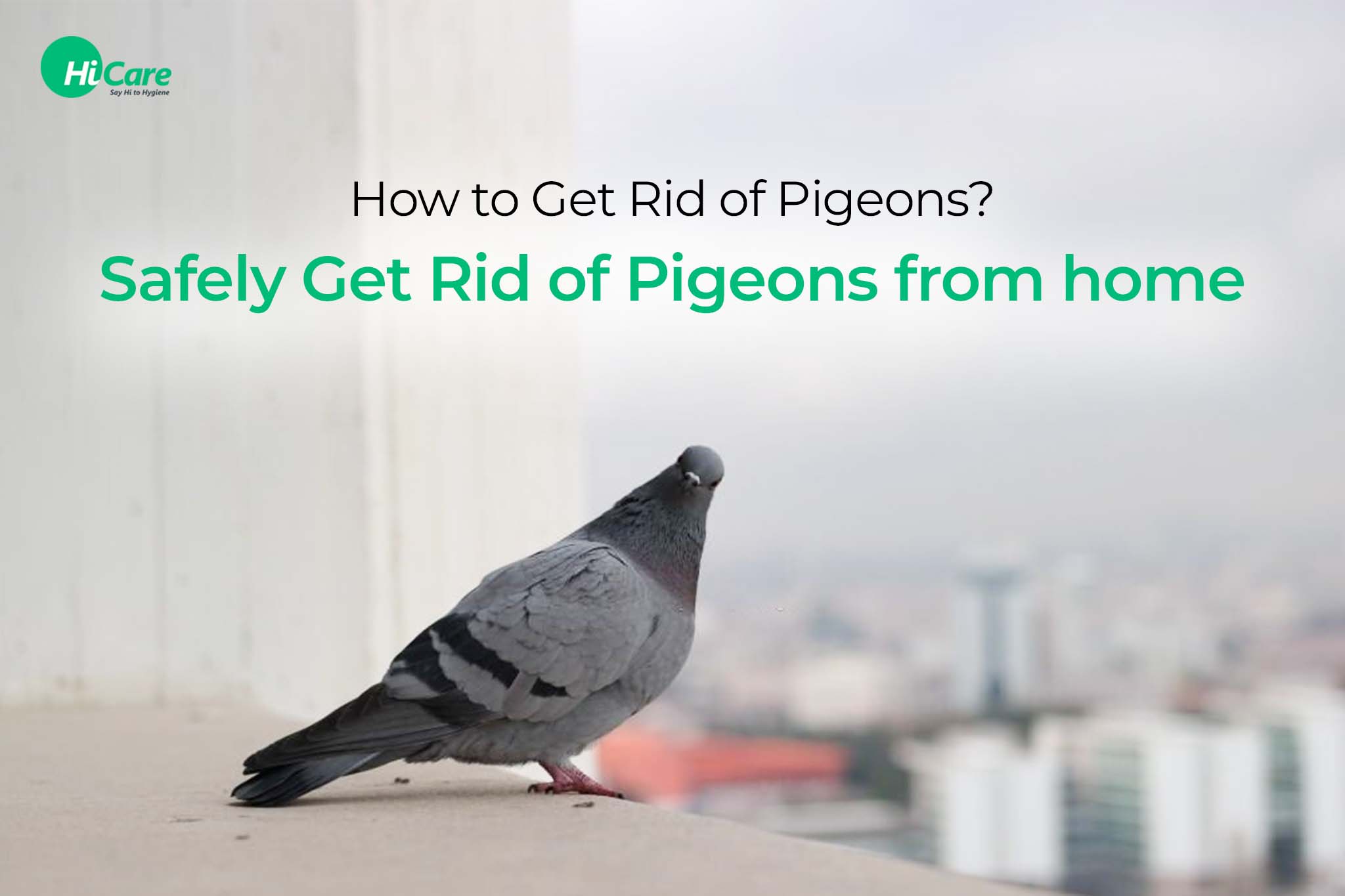 How to Get Rid of Pigeons? Safely Get Rid of Pigeons from home