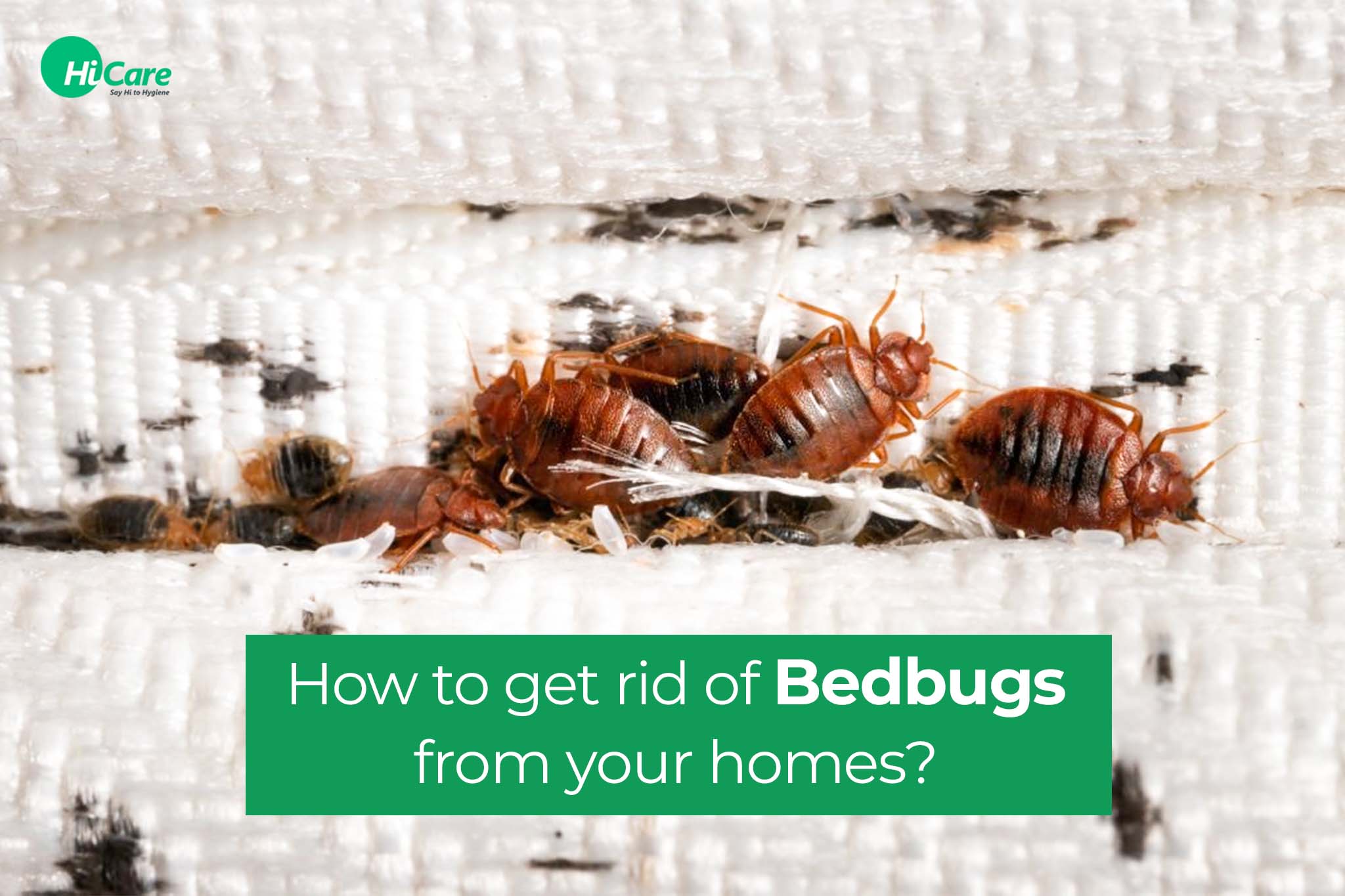 how to get rid of bedbugs from your homes