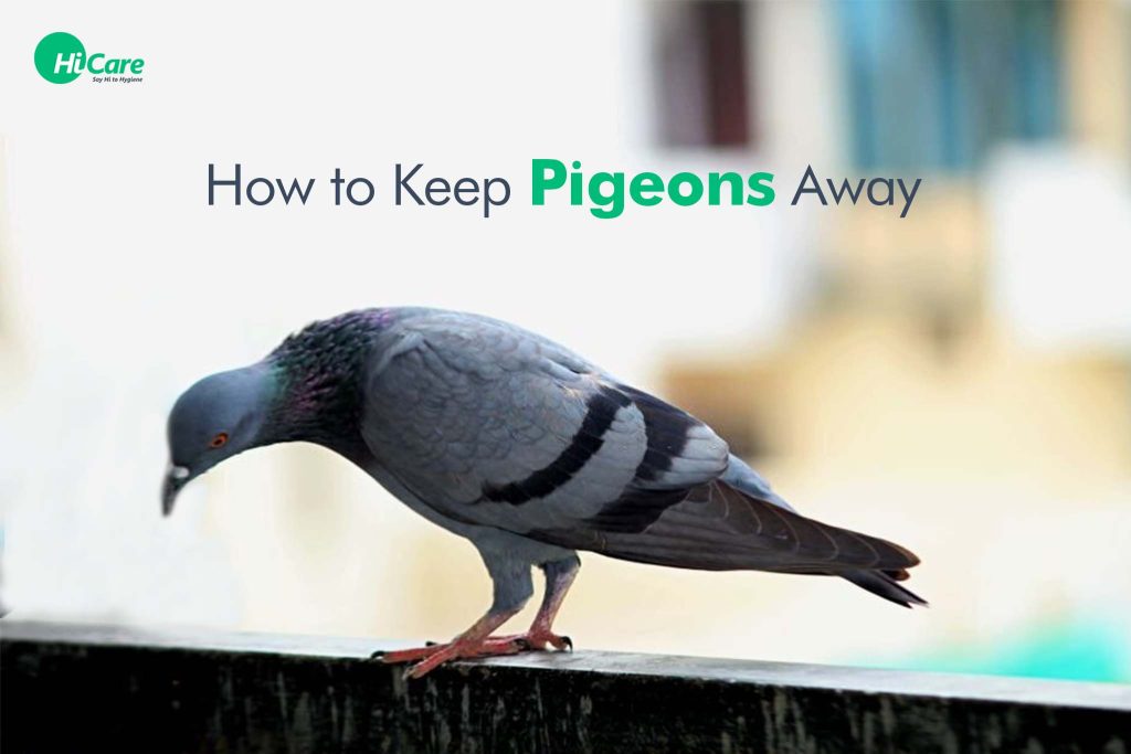 How to Keep Pigeons Away? A Complete Solutions Guide for 2024