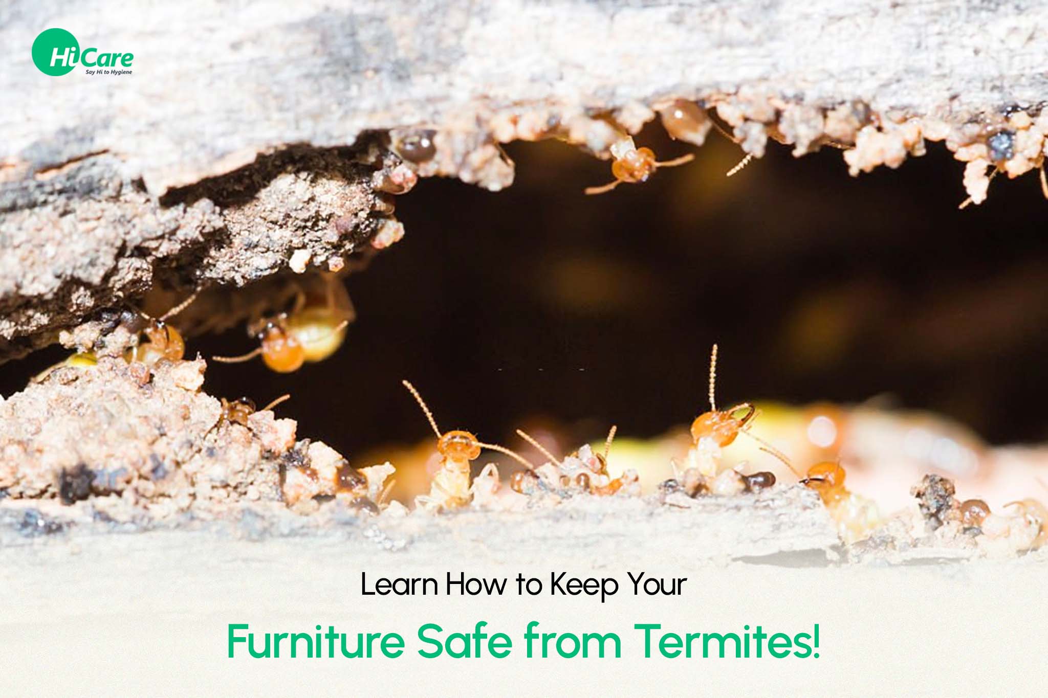 how to keep your furniture safe from termites