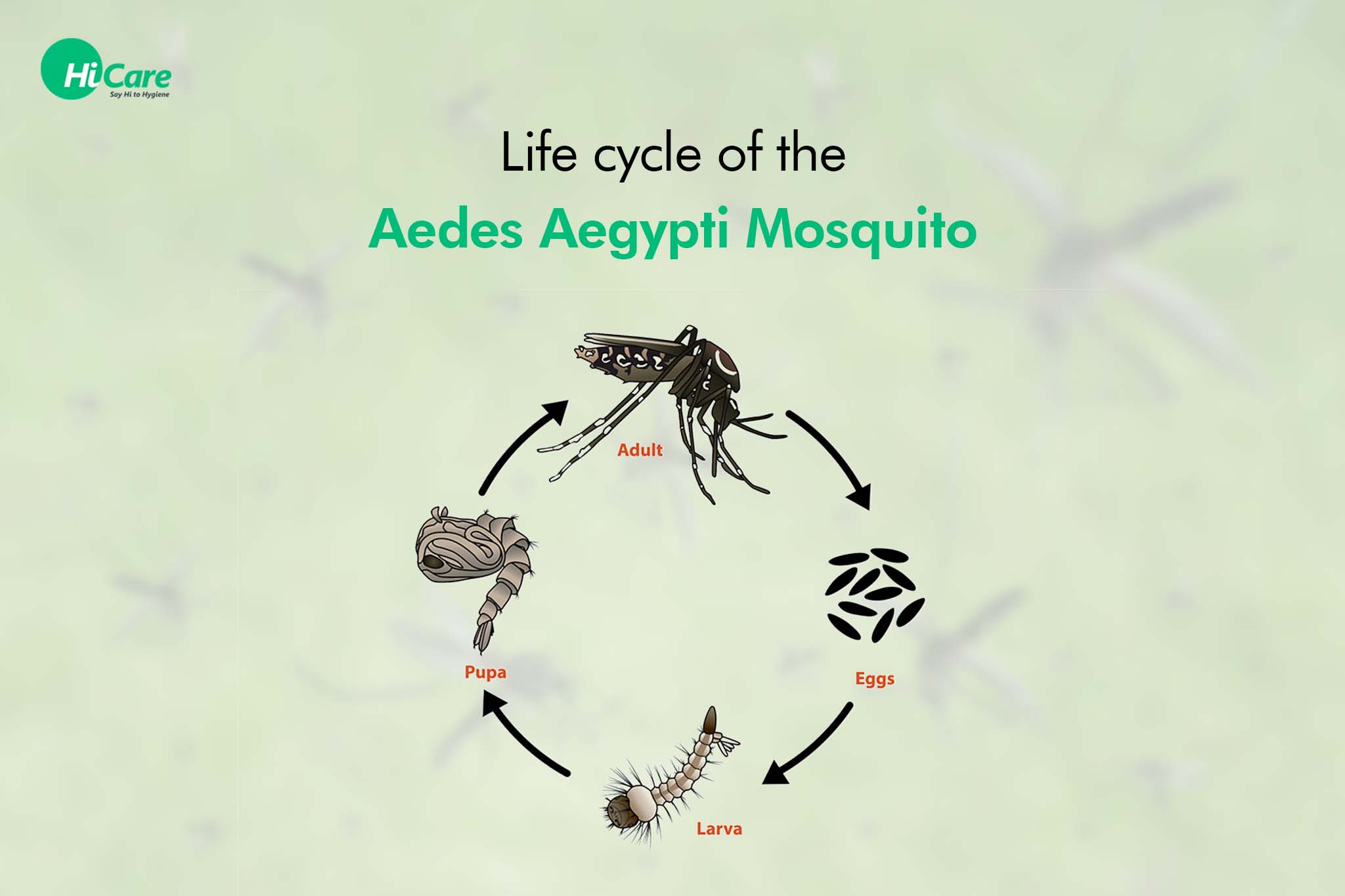 life cycle of the aedes aegypti mosquito