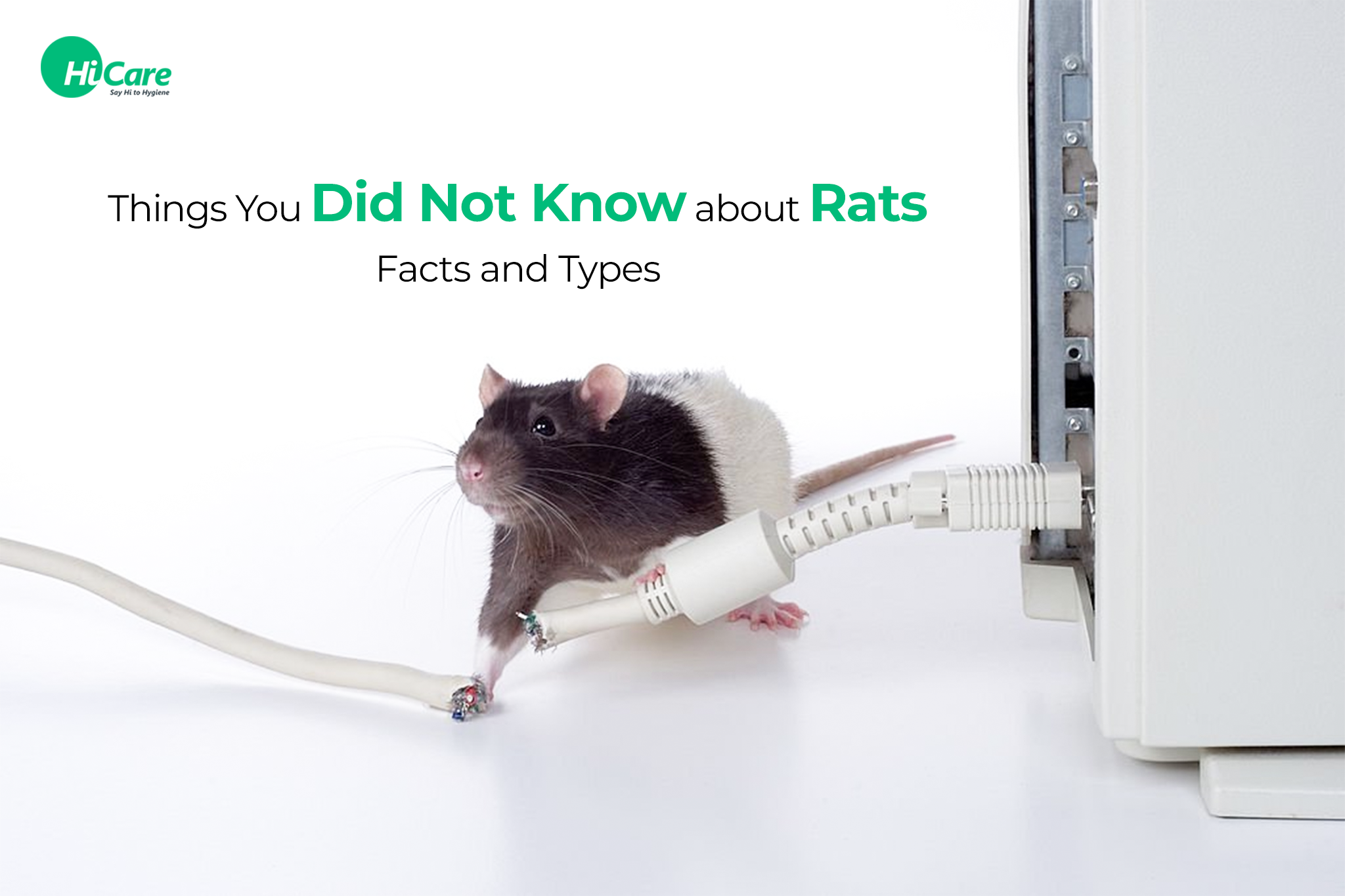 Things You Did Not Know about Rats: Facts and Types