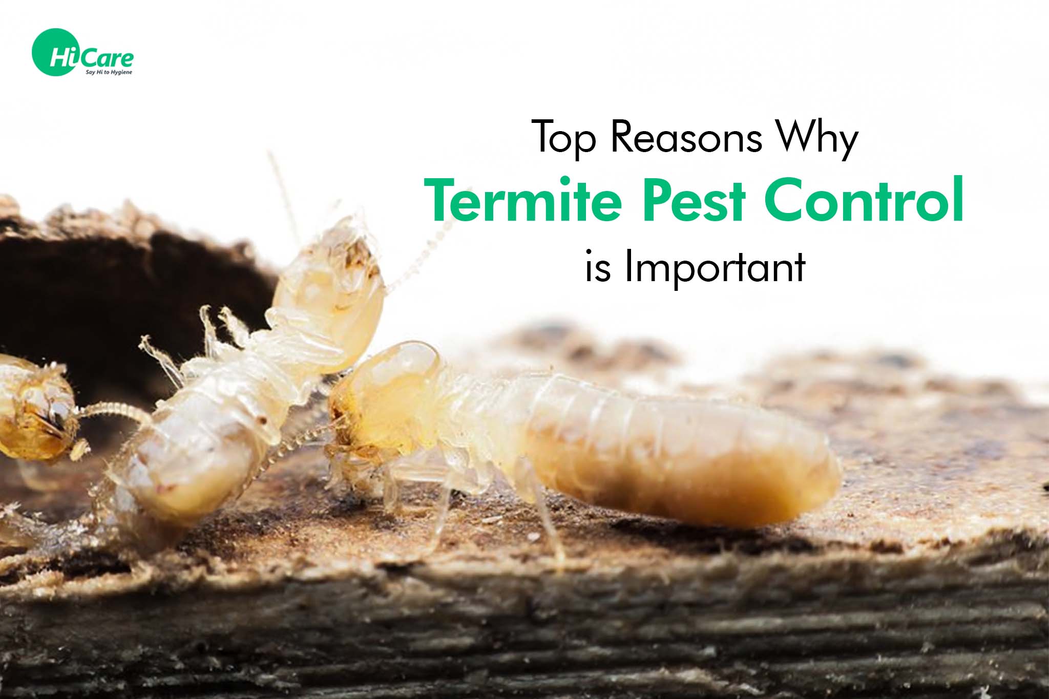 top reasons why termite pest control is important