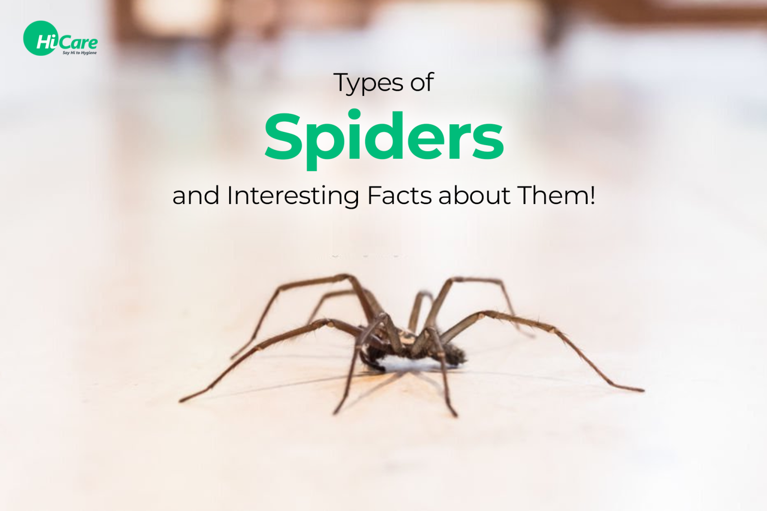 Types of Spiders and Interesting Facts about Them HiCare