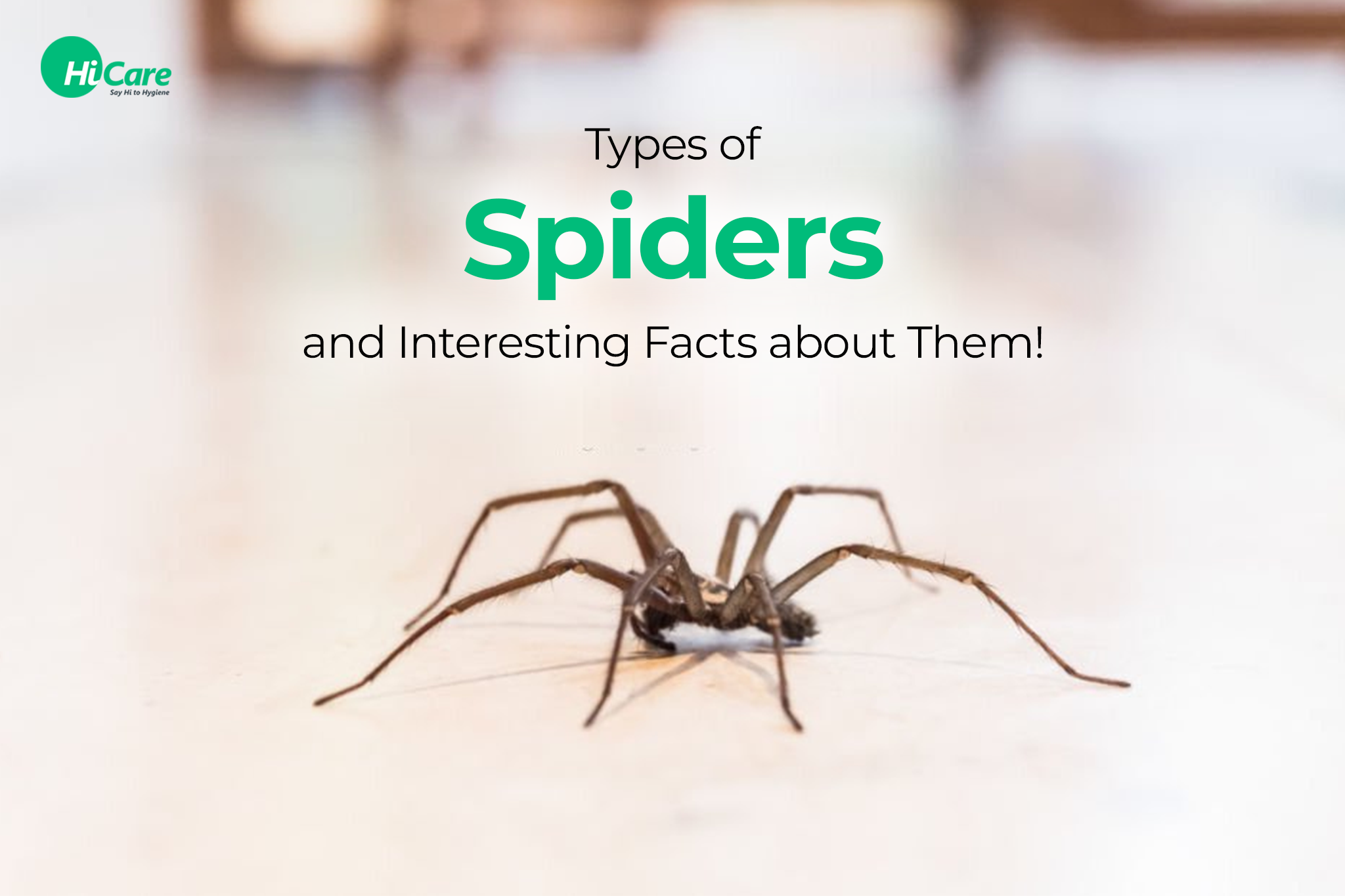 Types of Spiders with Interesting Facts