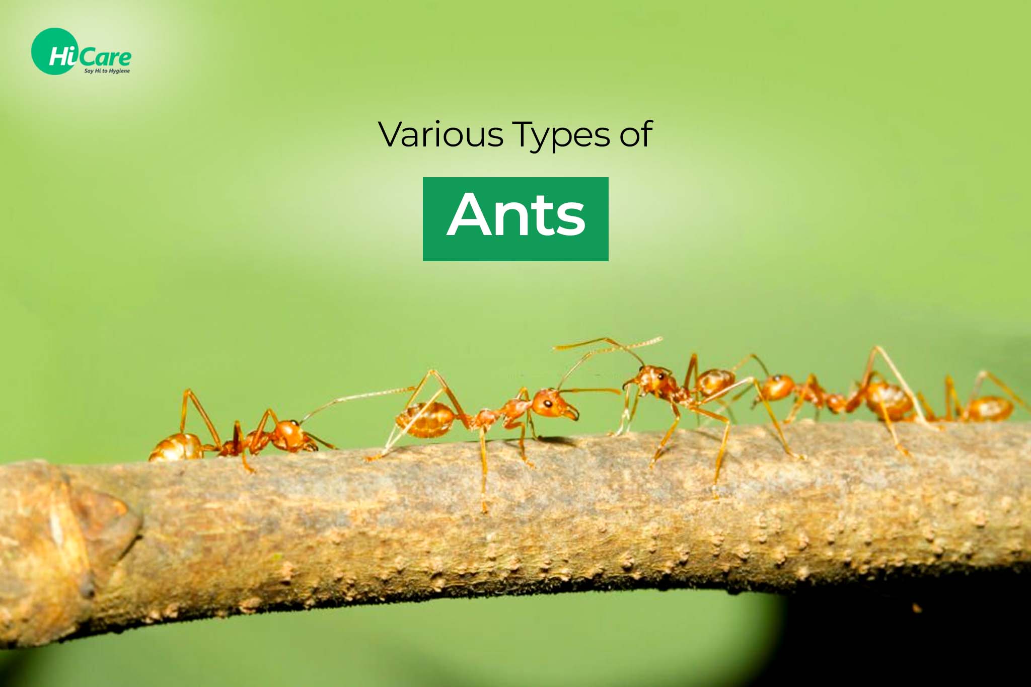 various types of ants